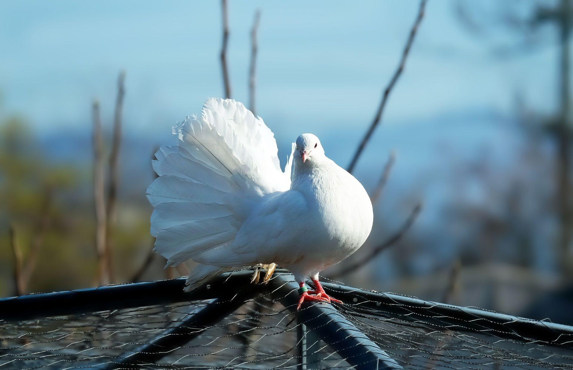 Beautiful White Pigeon Wallpaper to Download for Free