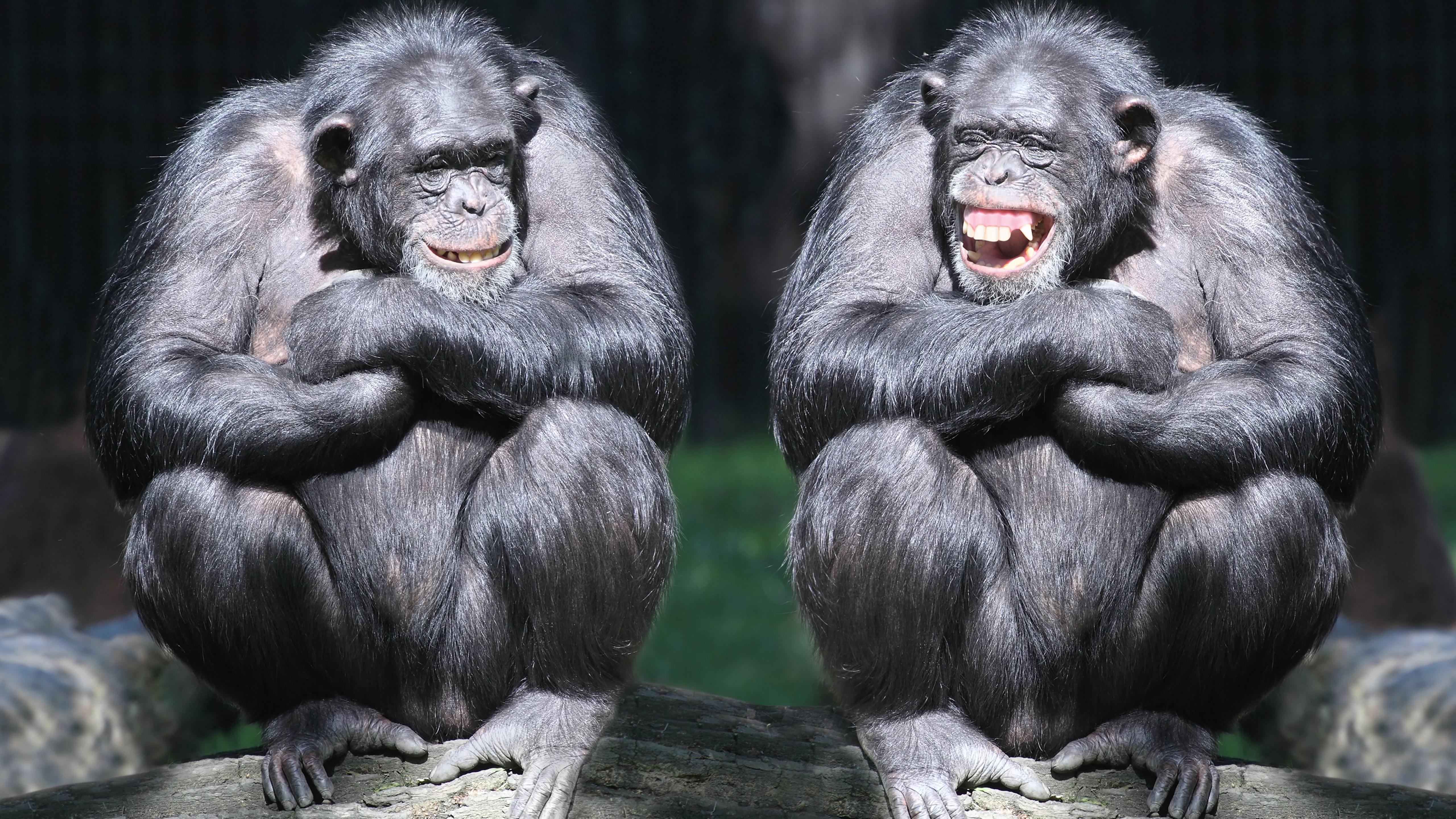 Wallpaper chimpanzee, couple, cute animals, monkey, funny, Animals