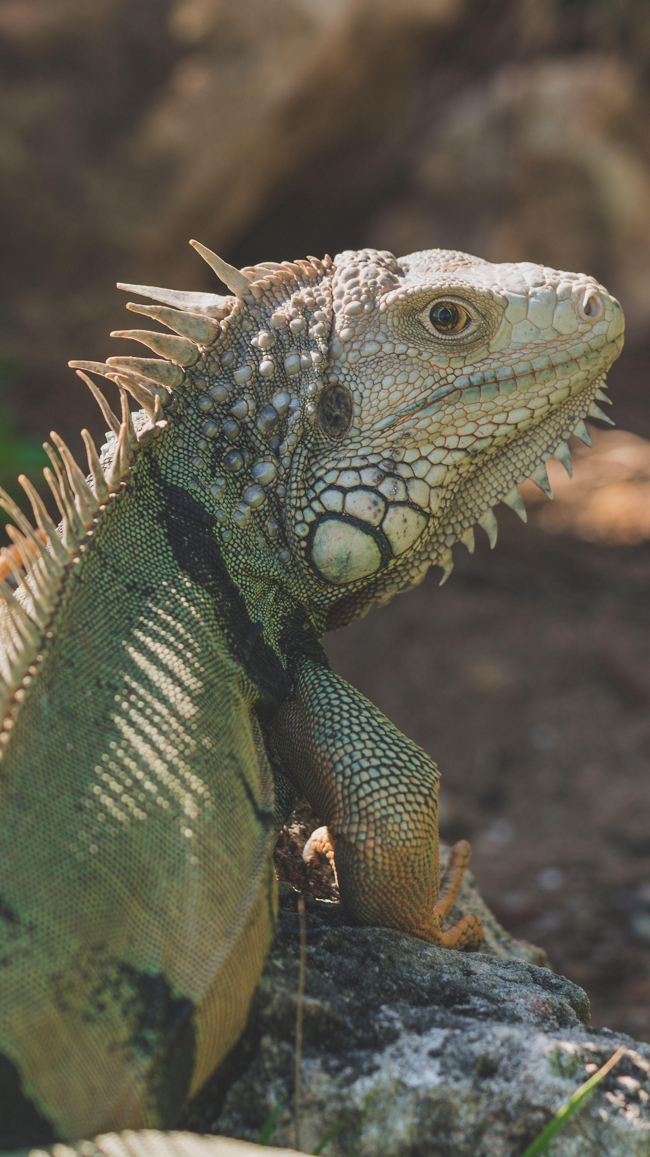 Animals #iguana #reptile #pangolin #wallpaper HD 4k background