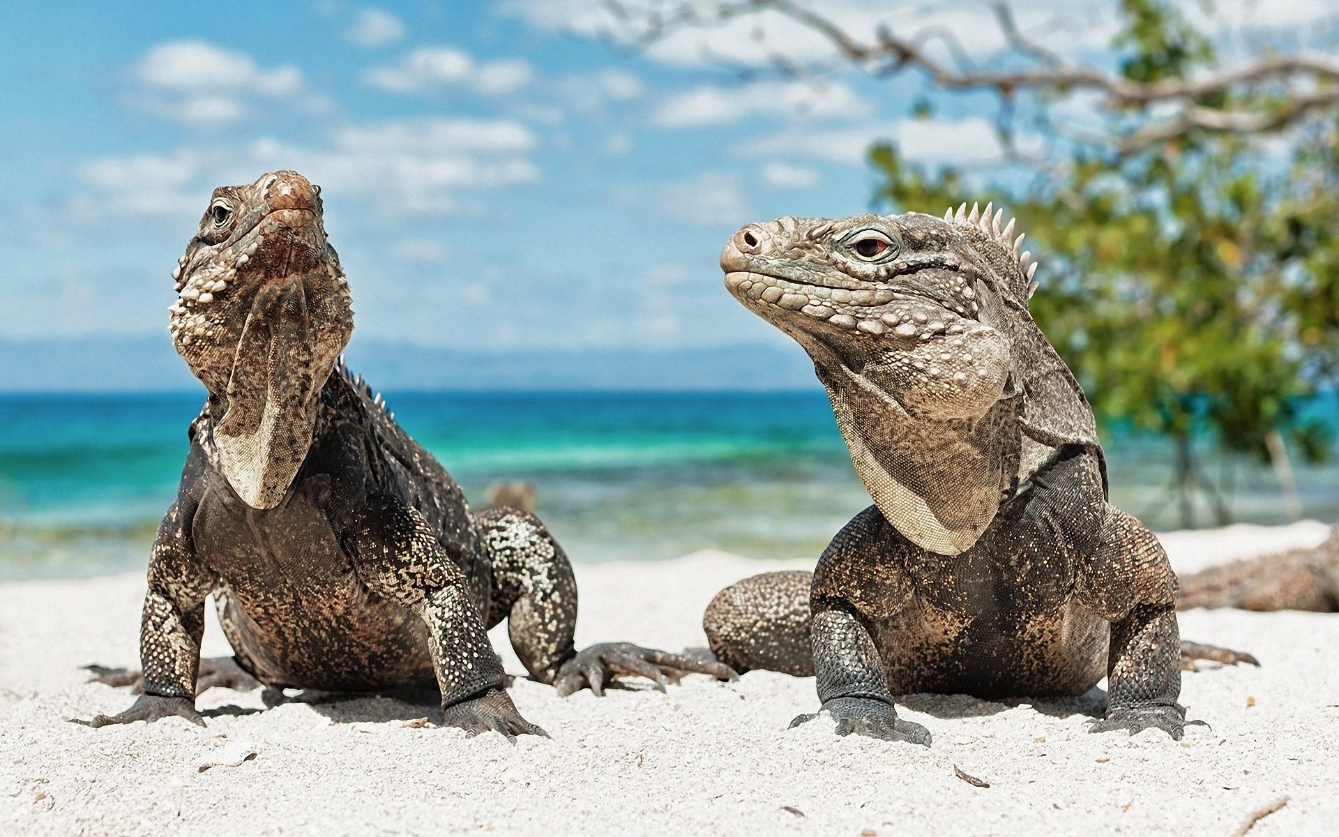 ocean, landscapes, animals, lizards, reptiles, iguana wallpaper