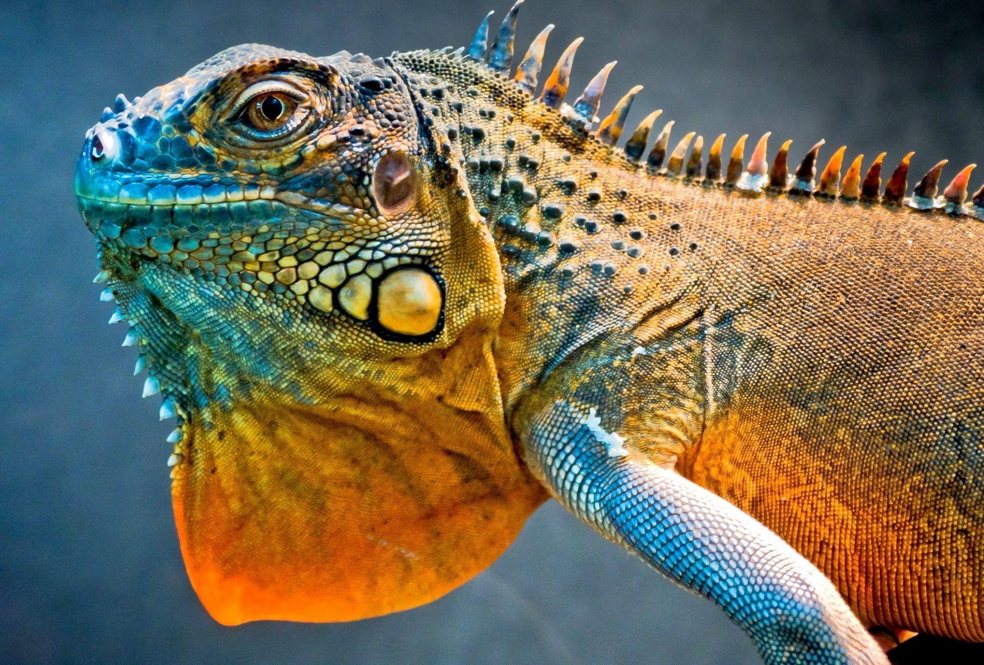 Lizard dragon iguana. Android wallpaper for free