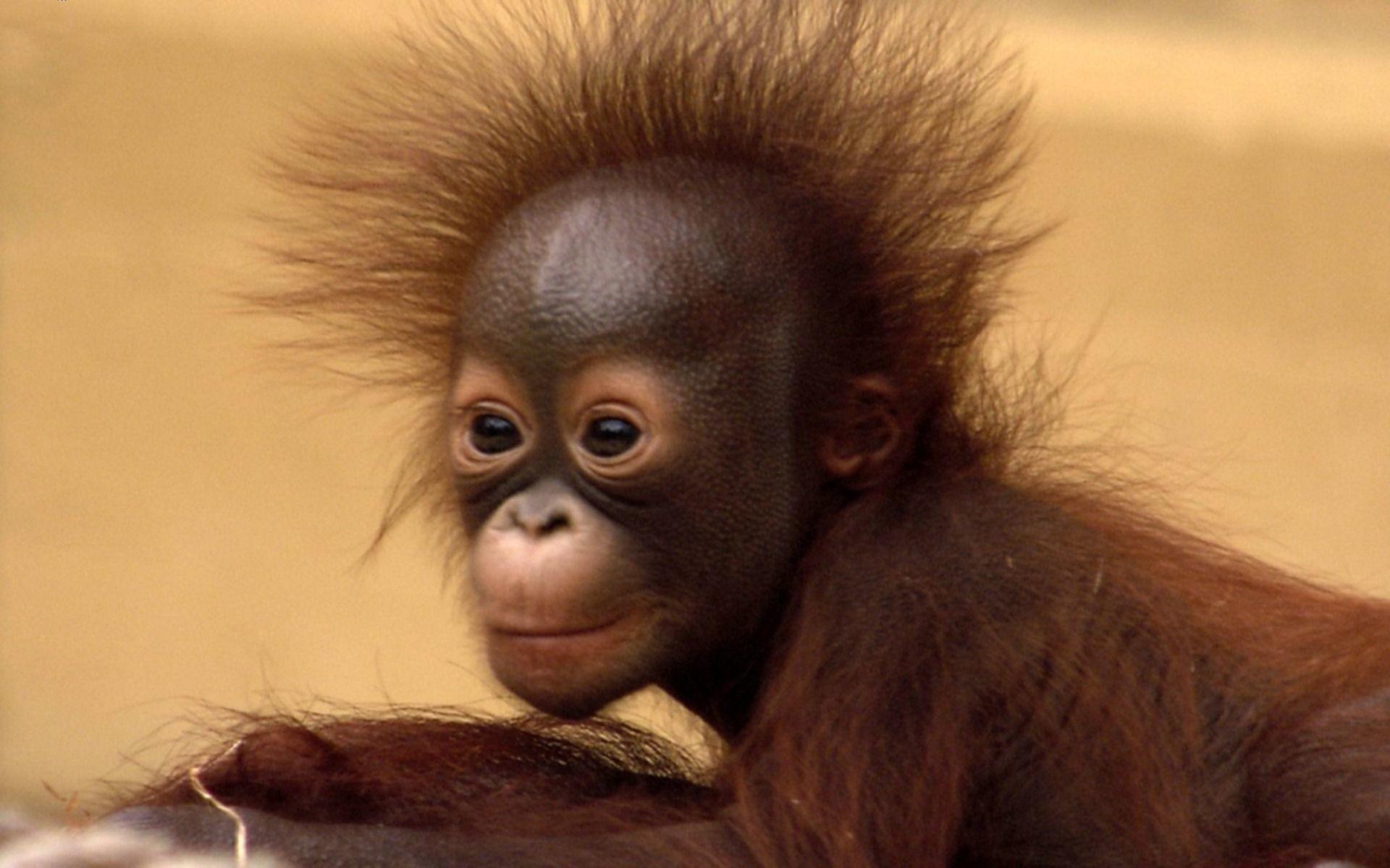 Baby Orangutan Wallpaper