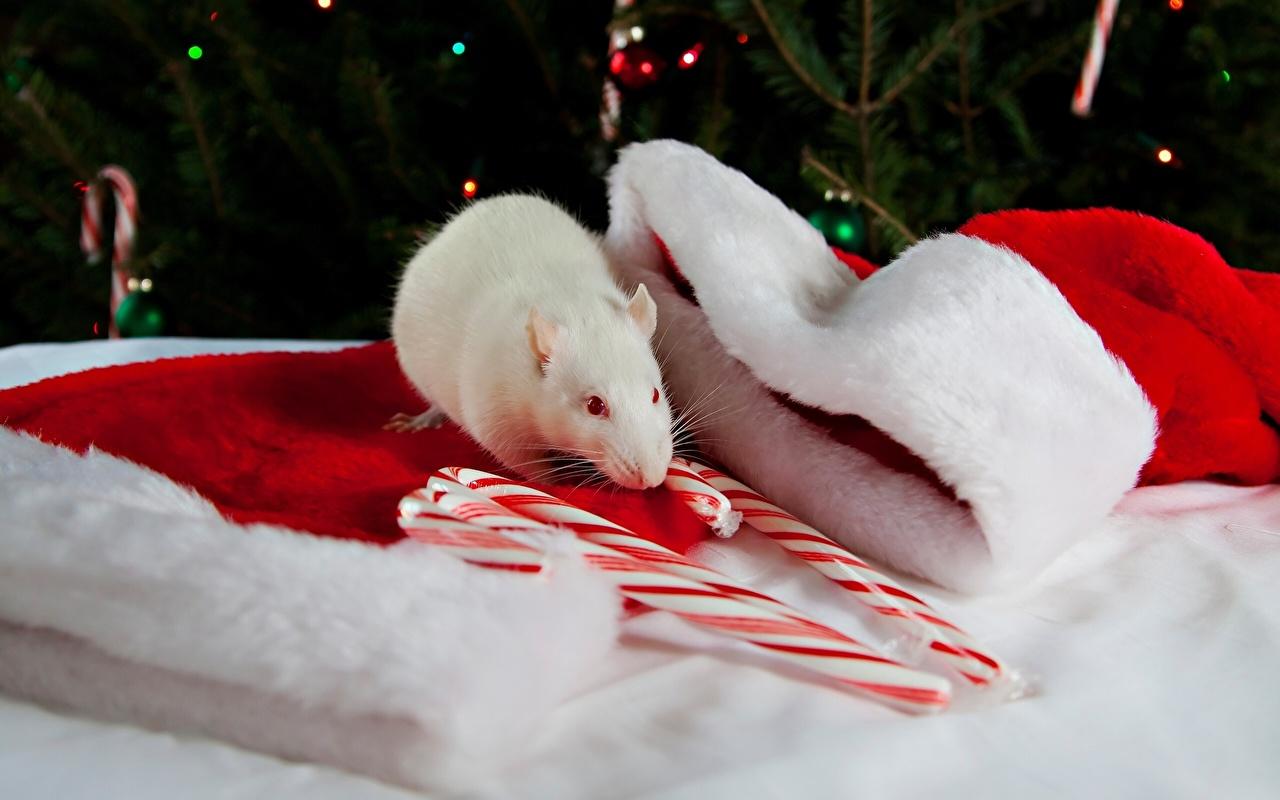 Wallpaper Rats New year Winter hat Holidays