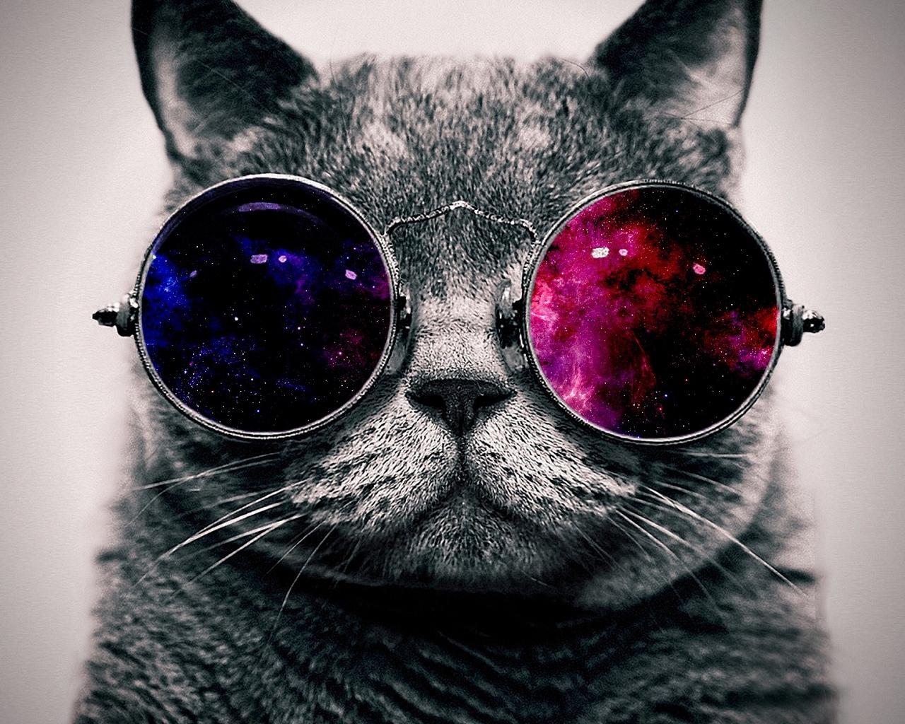 Download wallpaper 1280x1024 cat, face, glasses, thick standard 5:4