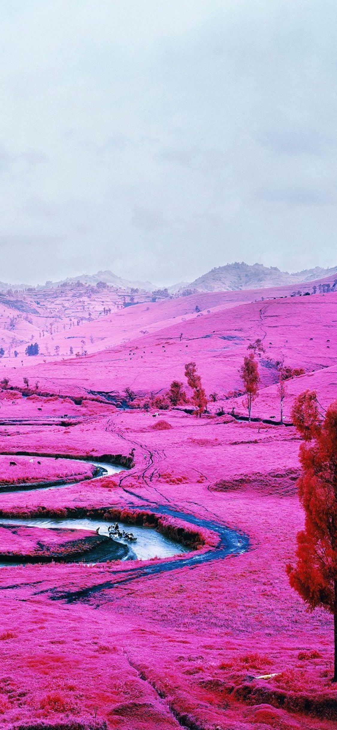 Pink Field Democratic Republic Of The Congo iPhone XS