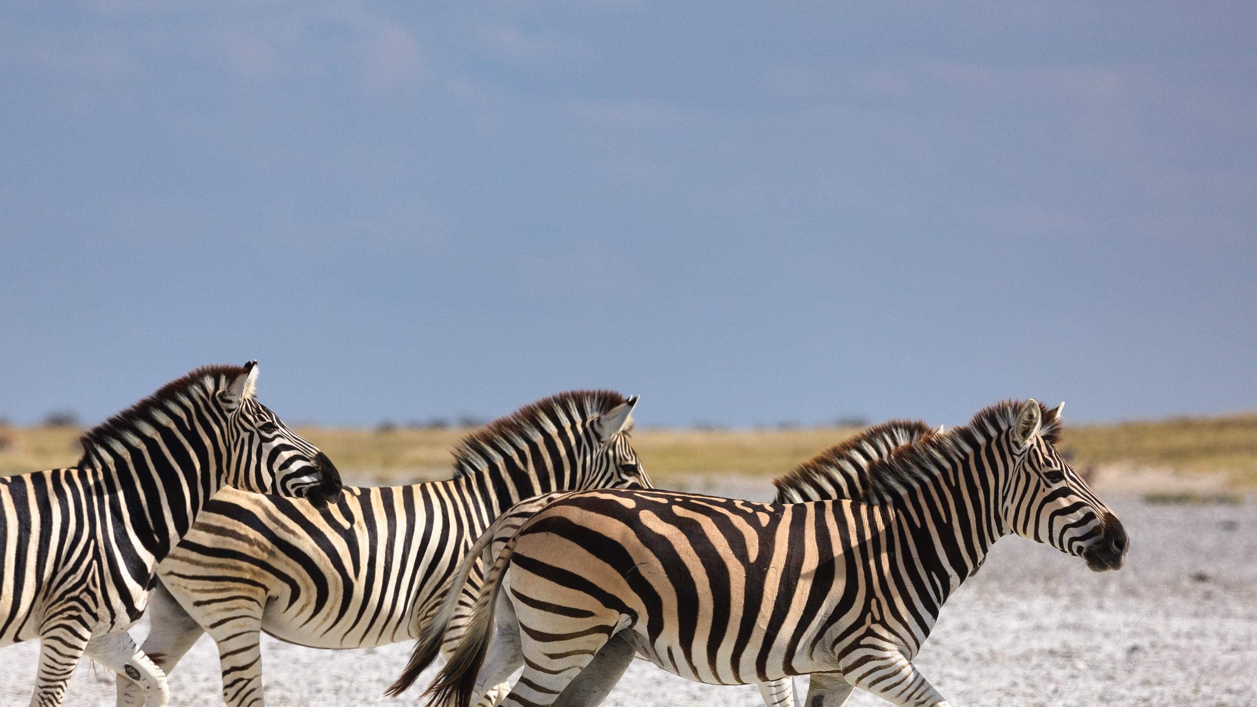 Book Makgadikgadi safaris & holidays 2020. Abercrombie & Kent