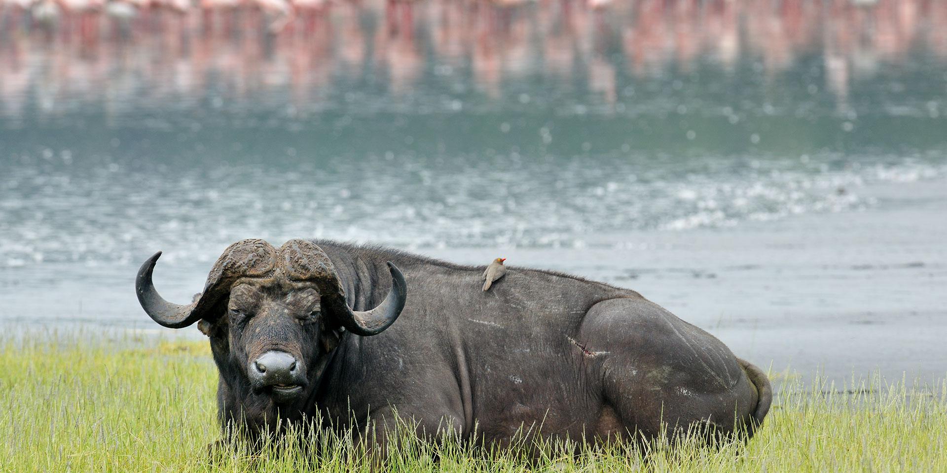 Lake Nakuru National Park