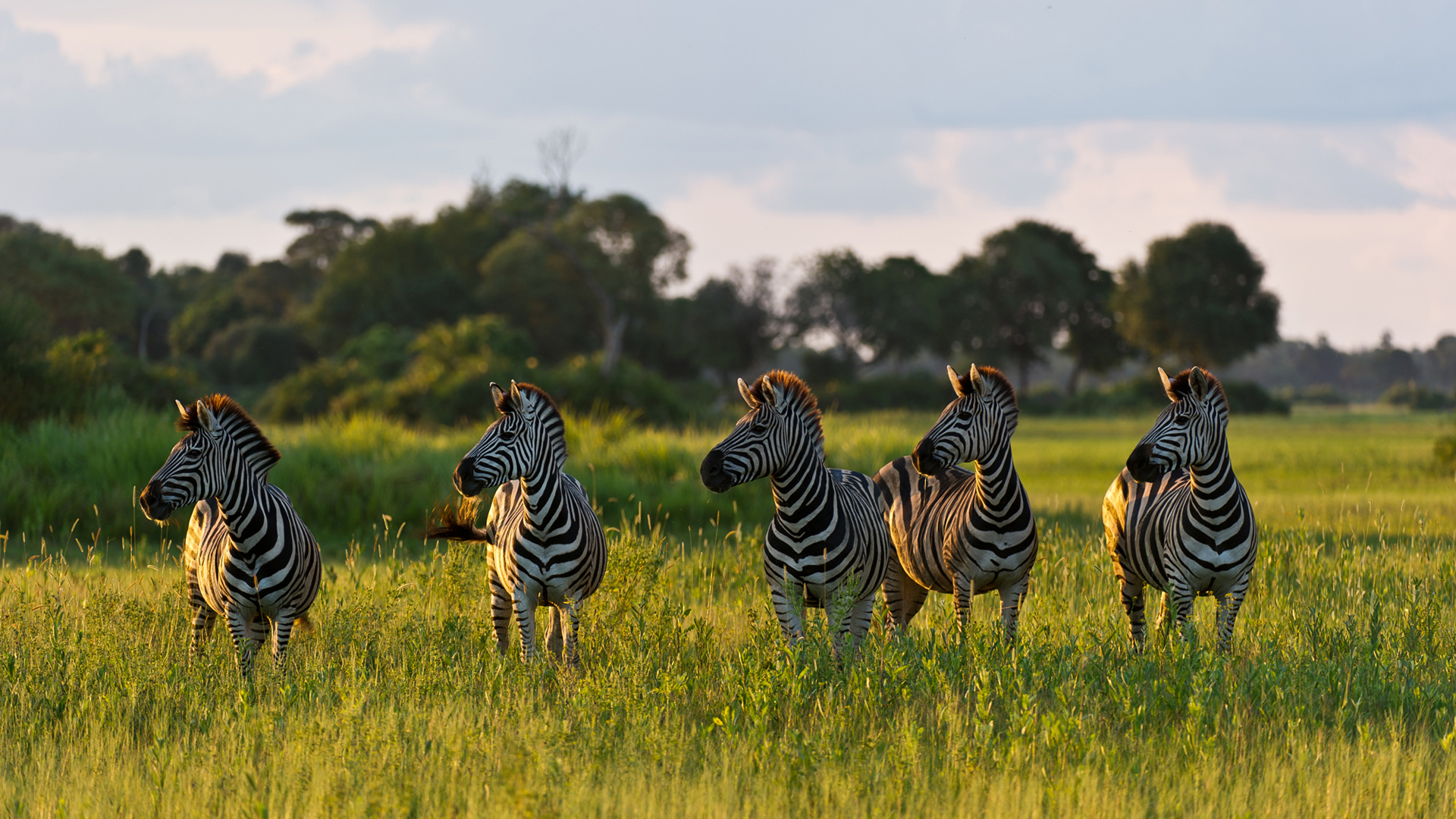 Zebra Migration, Okavango Delta & Victoria Falls World Safaris