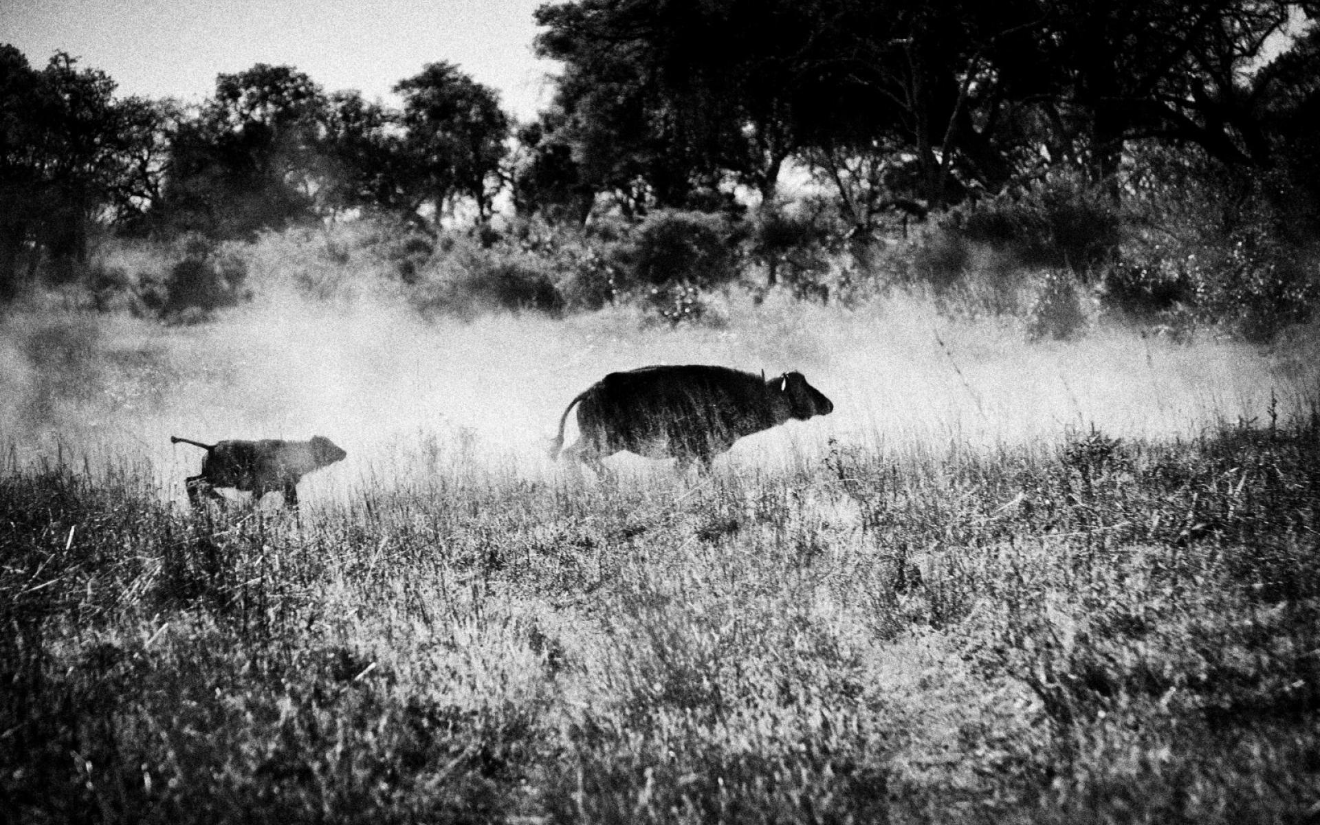 Index Of Assets Image 1920x600 Southern Africa Botswana Migration