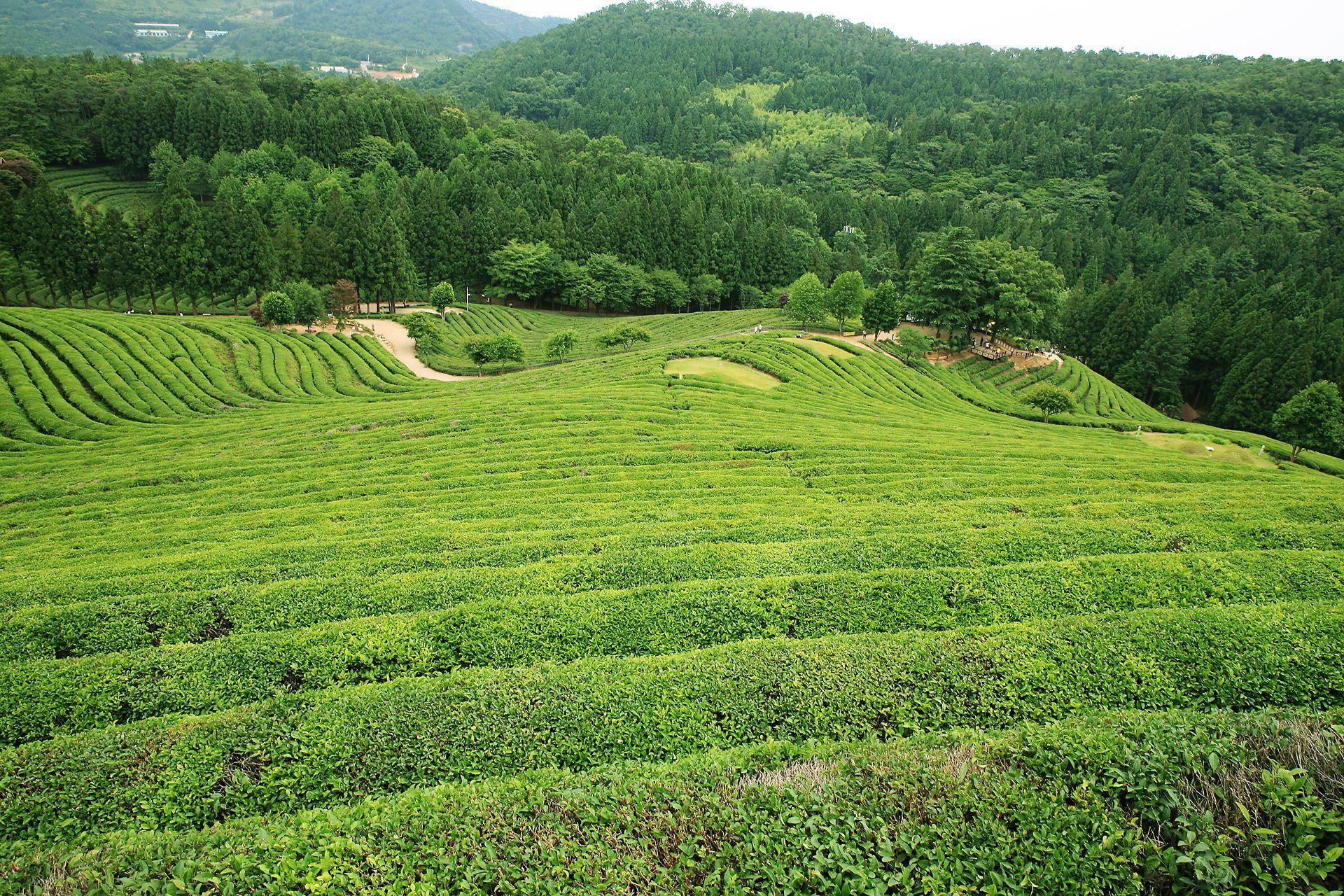 Daehan dawon(tea garden), Bosung