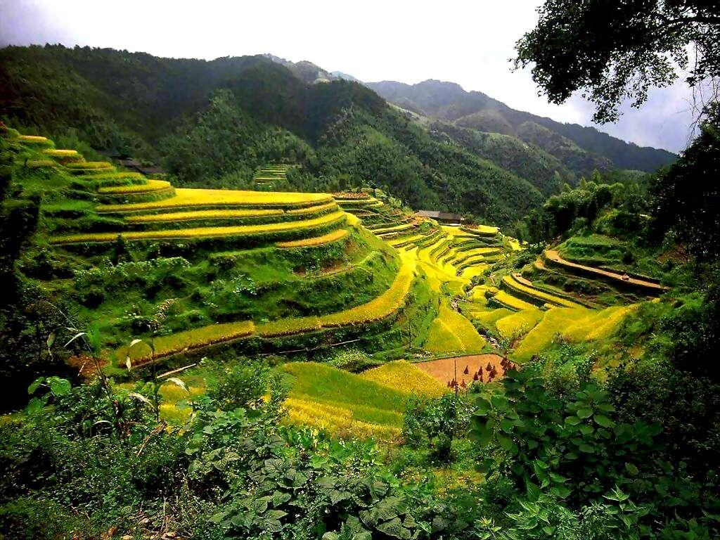 photos of philippines. Baguio Rice Terraces Philippines 550x412