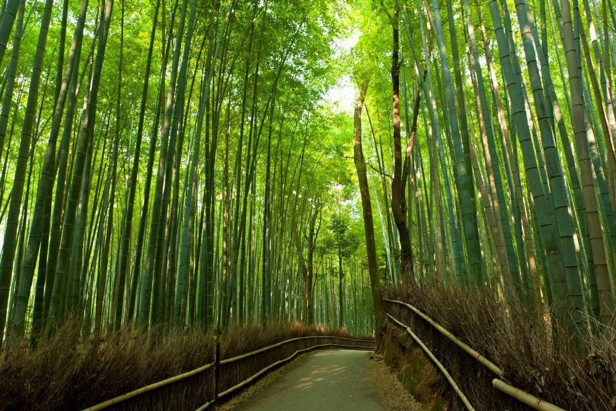 Arashiyama Wallpaper Free Arashiyama Background