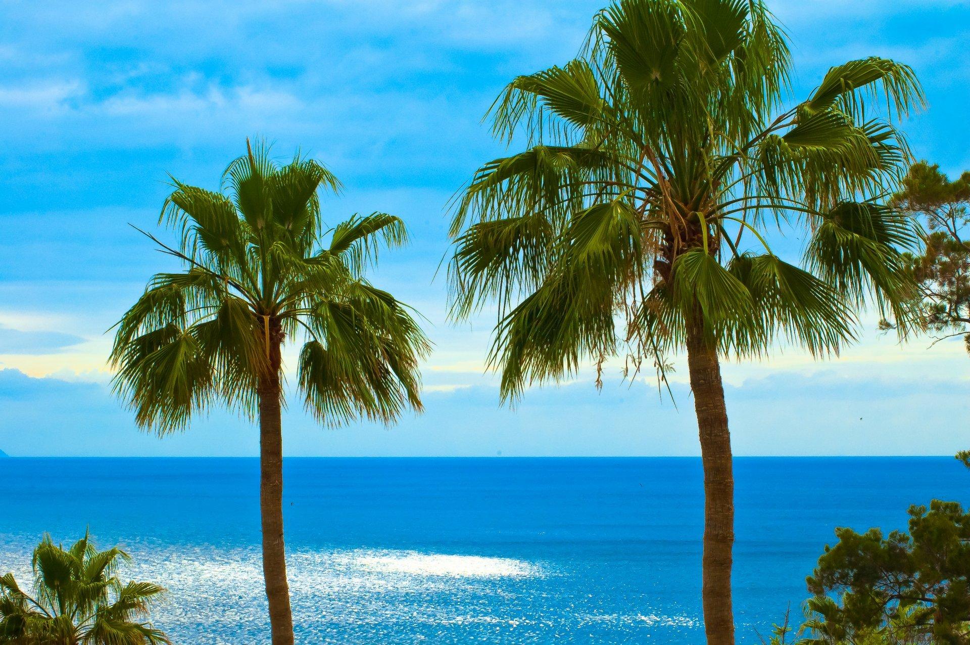 palm fan leaves ocean sky los gigantes tenerife canary islands HD