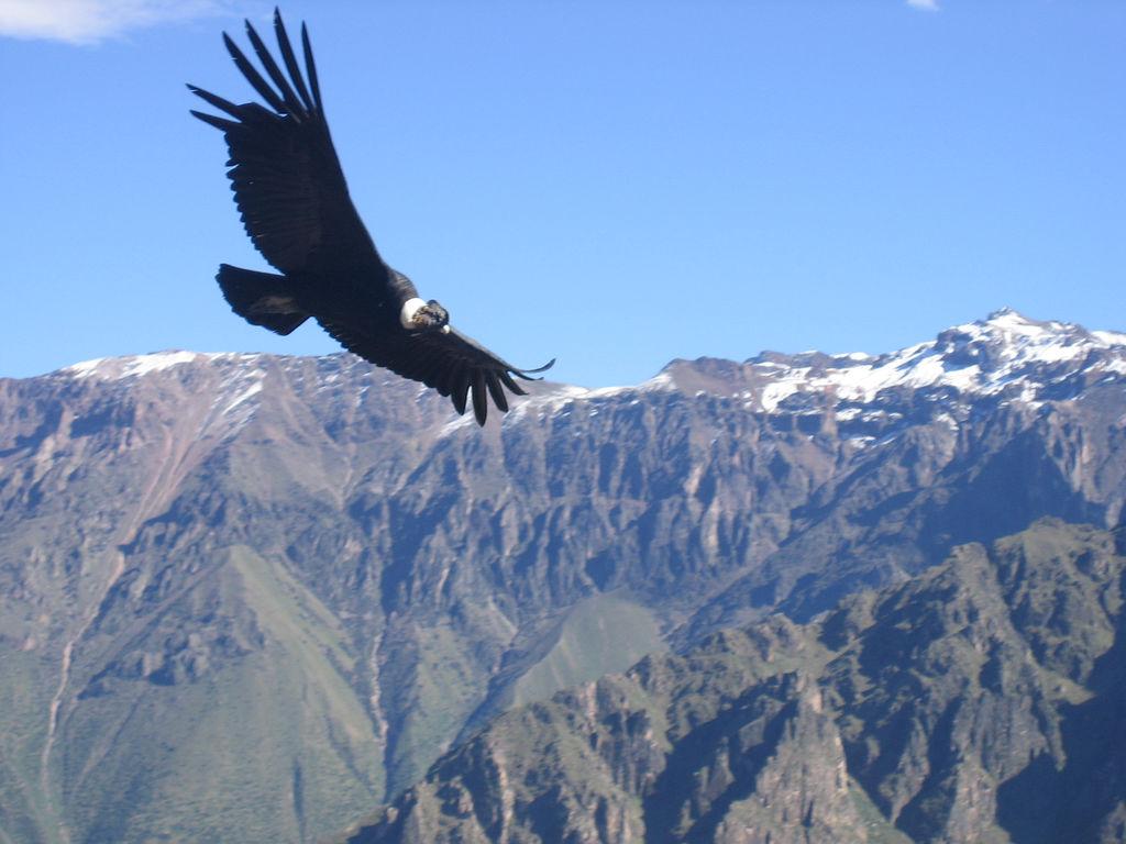 Start Packet Peru 2 or 3 days Colca canyon from Arequipa