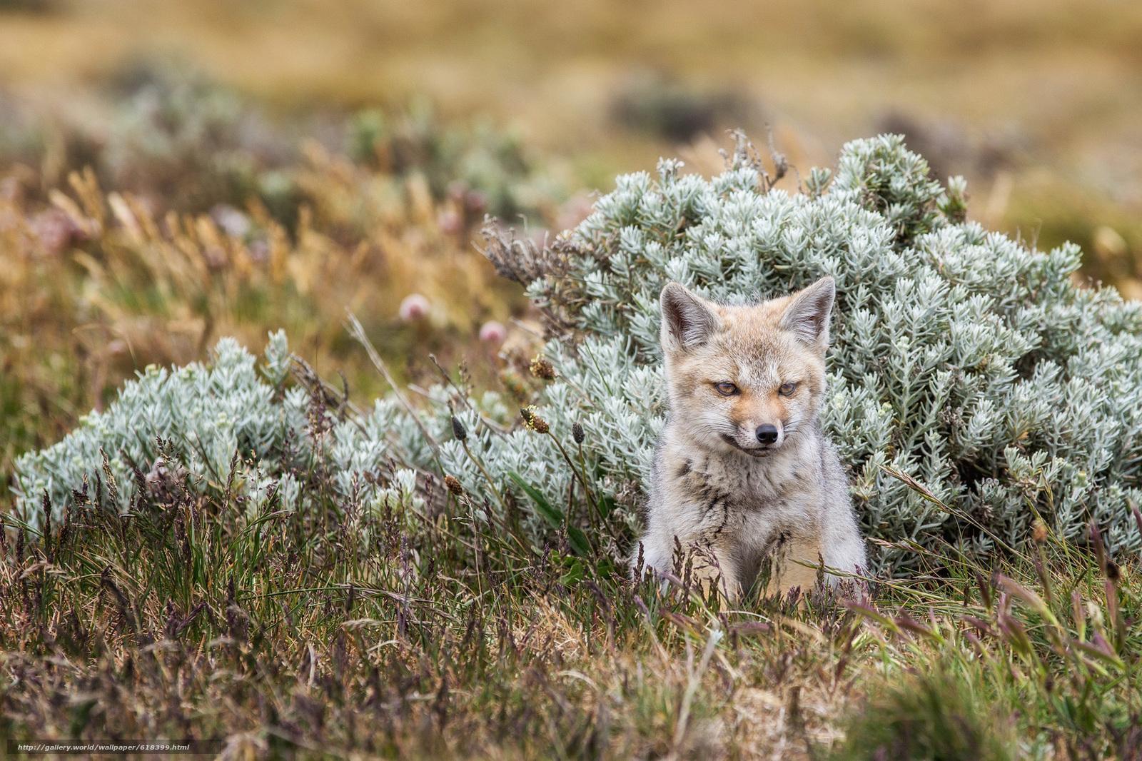 Download wallpaper fox, Tierra del Fuego, fox free desktop wallpaper