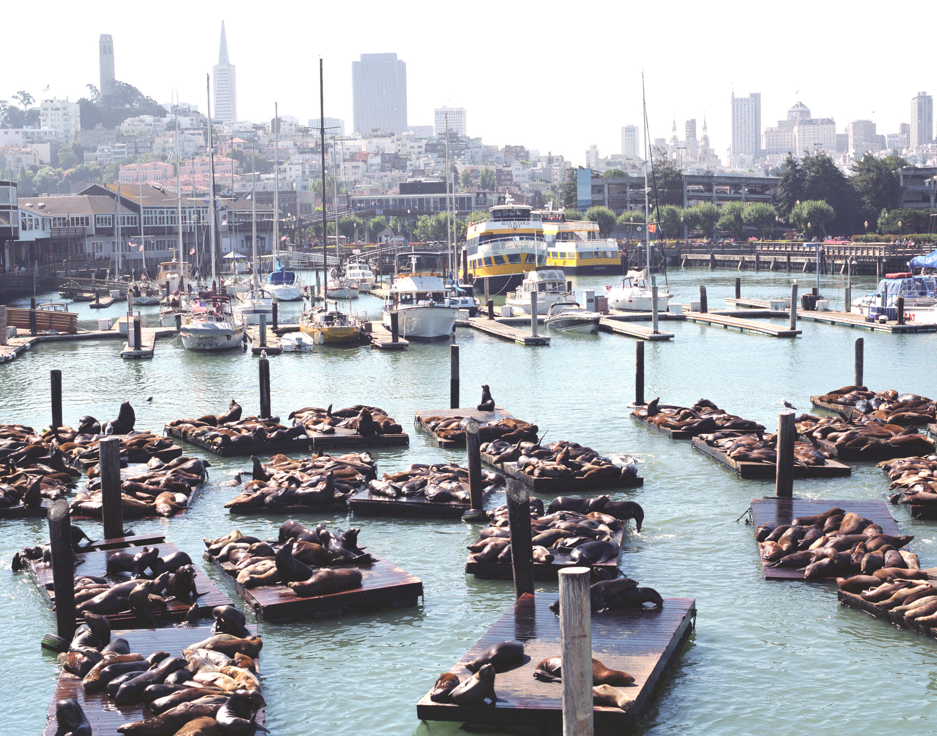 Free photo: Fisherman's Wharf, Seafood, Sky Download