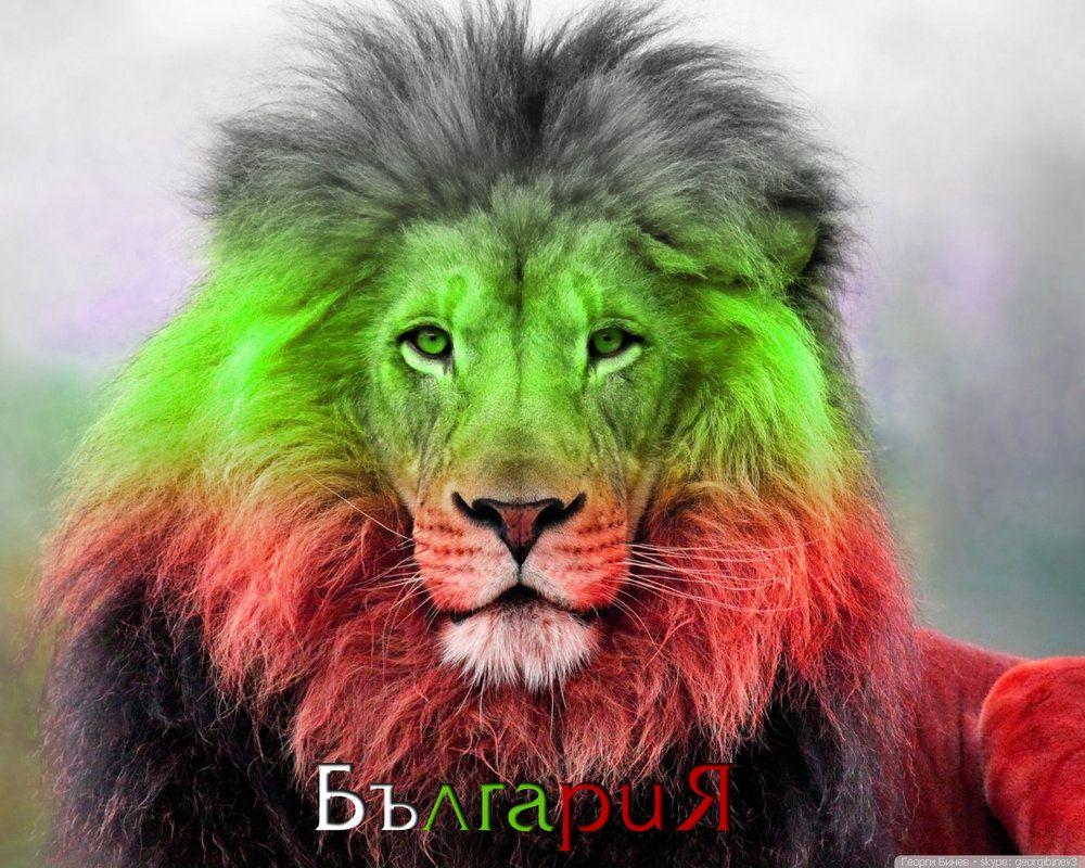 Bulgarian Lion 5 Wallpaper 1280x1024 By GBineV. Bulgaria