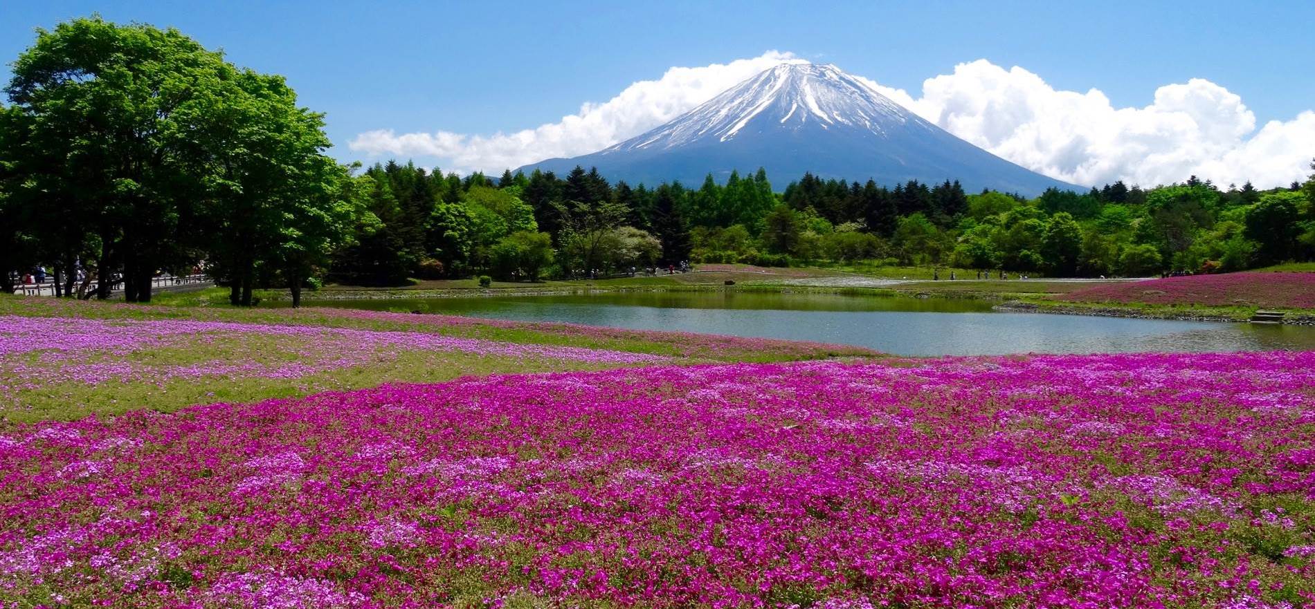 The Fuji Shibazakura Festival: thousands of flowers at the foot