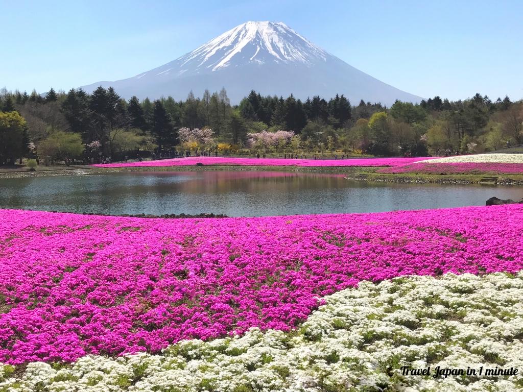 Fuji Shibazakura festival 2017. Amazing photo spots in Japan