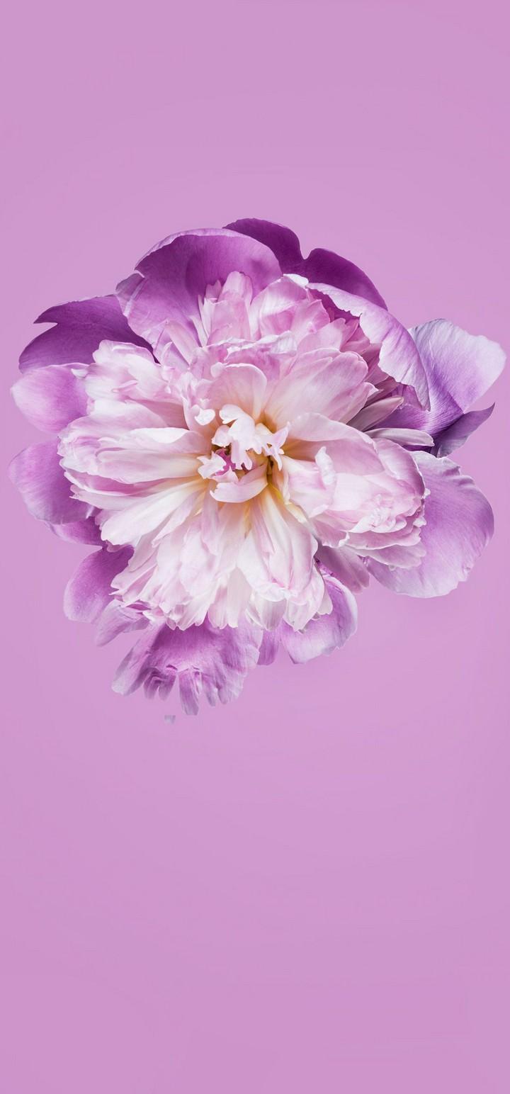 Pink Petals Flower Wallpaper - [720x1544]