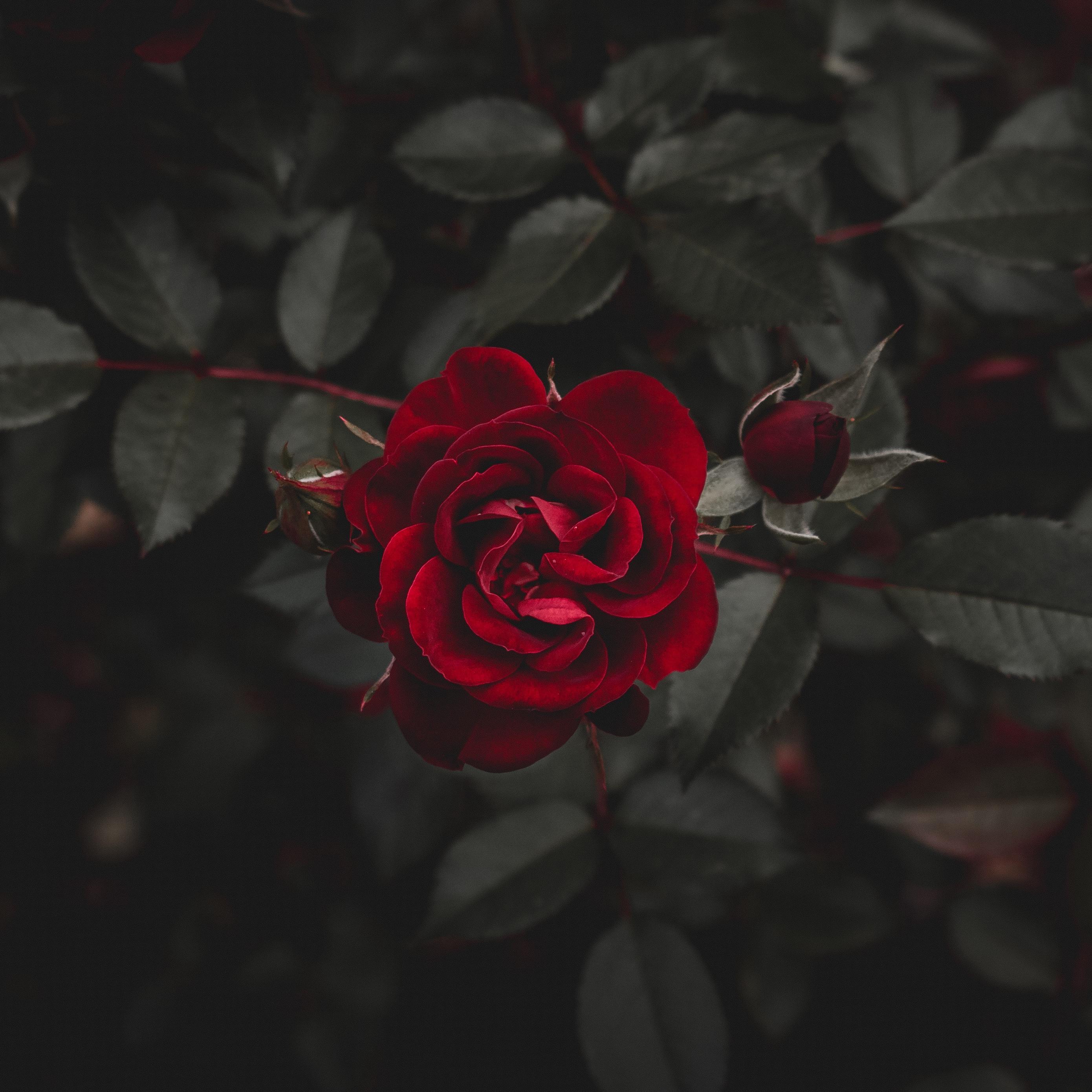 Download wallpaper 2780x2780 rose, red, flower, bud ipad air, ipad