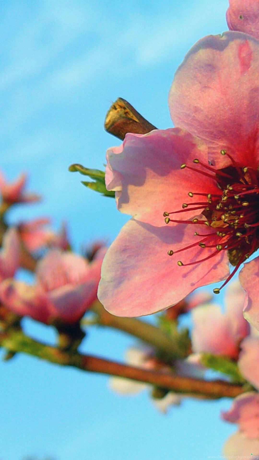 Spring Blossom iPad 4 Wallpaper Desktop Background