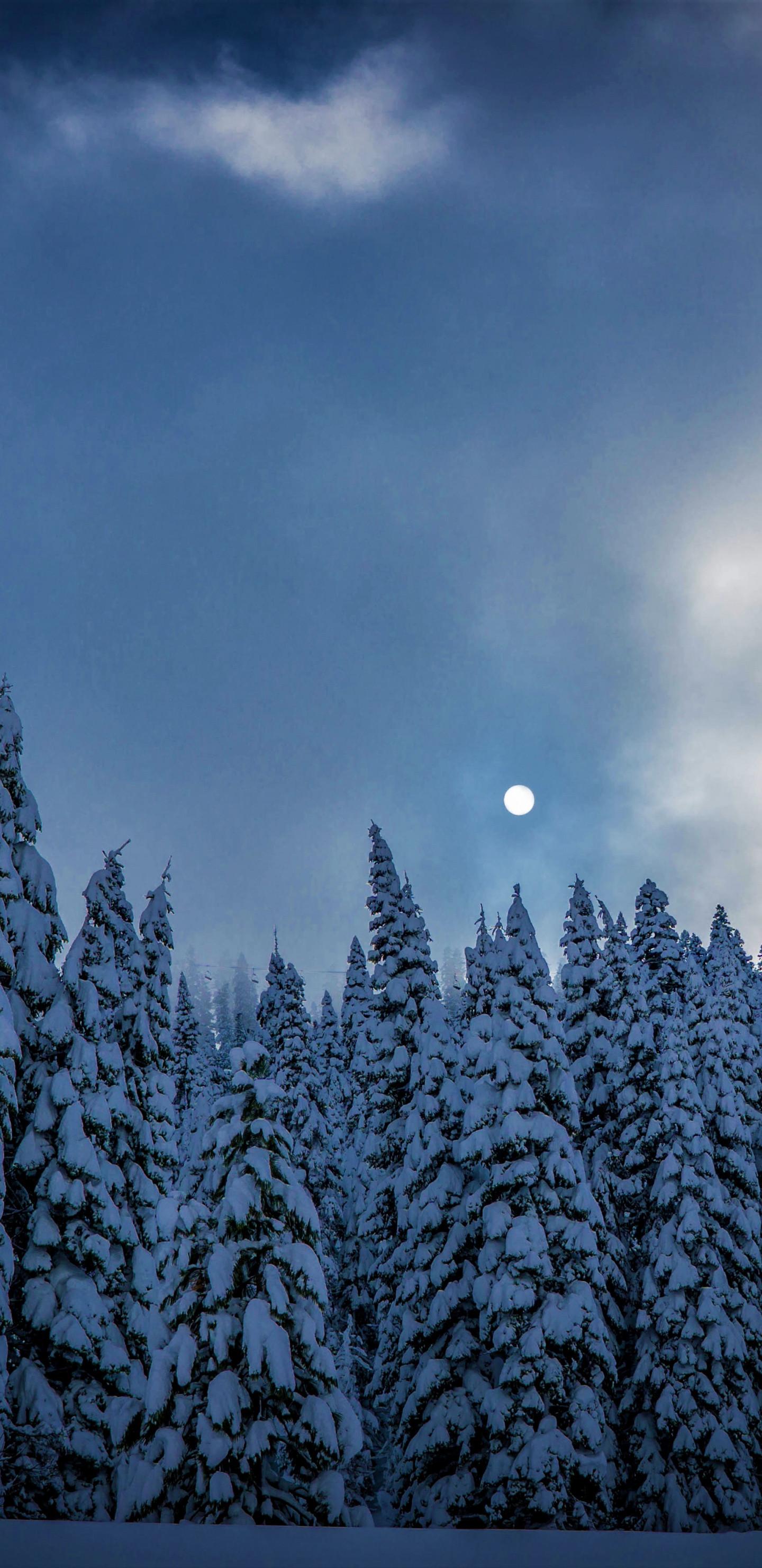 Download 1440x2960 wallpaper winter, night, trees, sky, nature