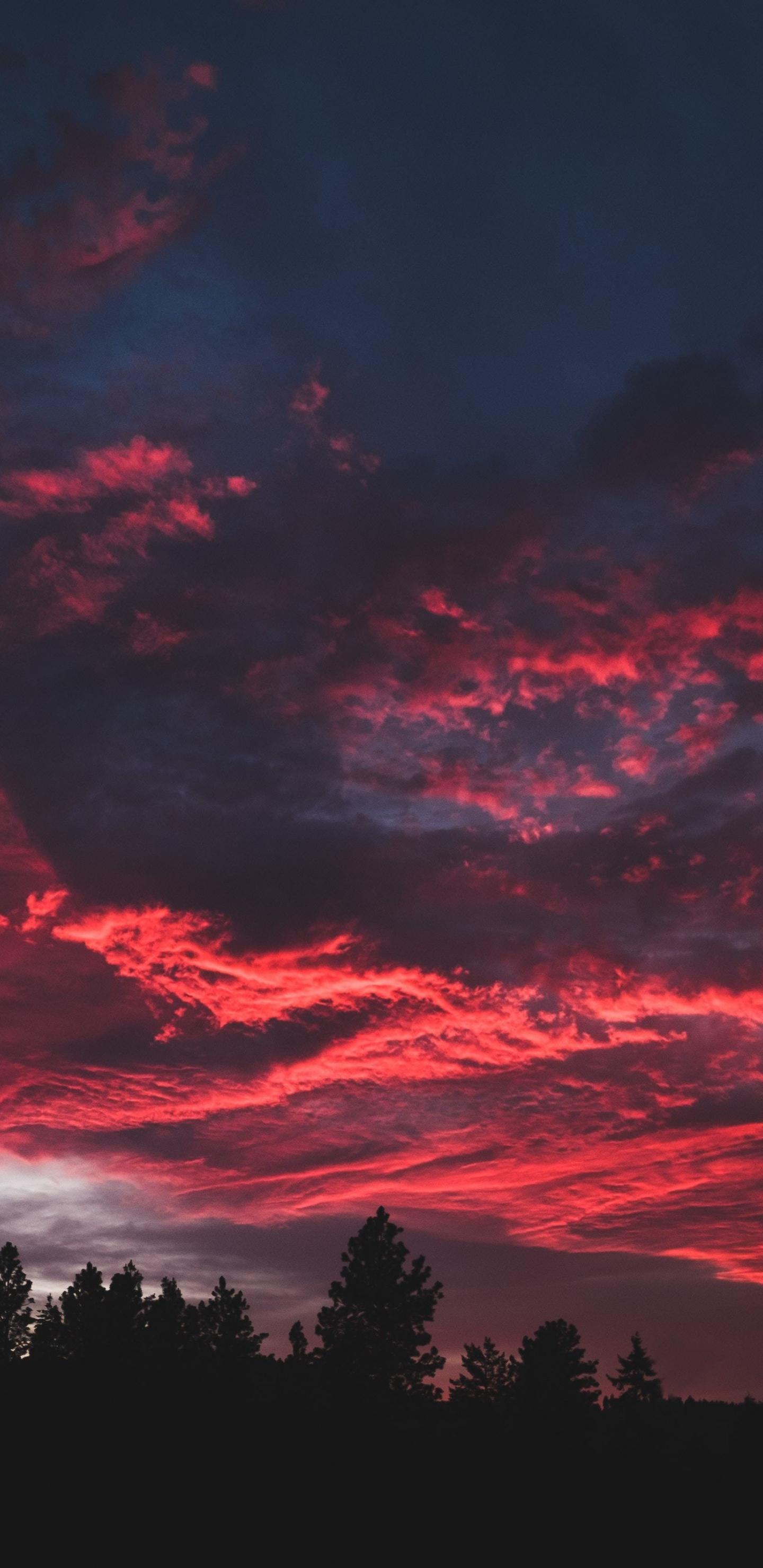 Download 1440x2960 wallpaper colorful, clouds, sunset, dark, tree