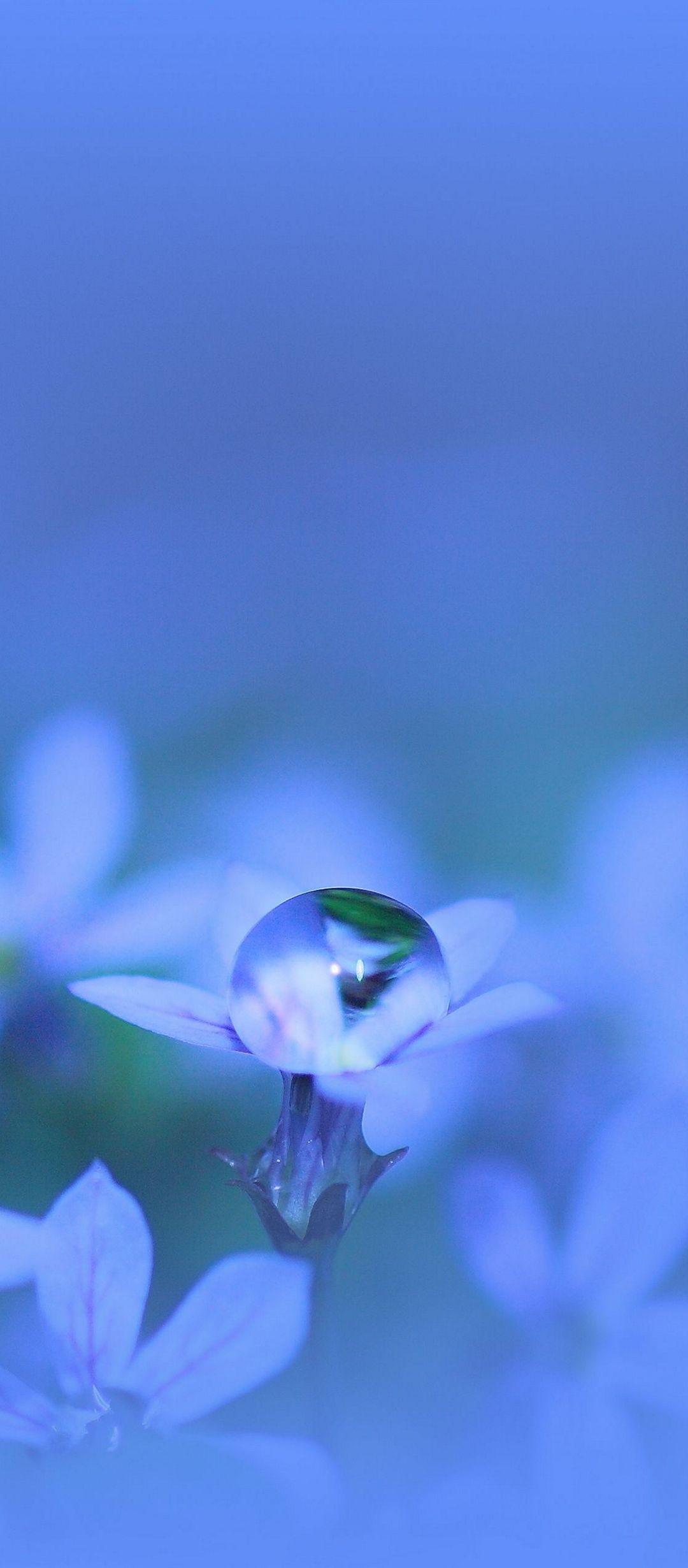 Flower Glare Drops - [1080x2460]