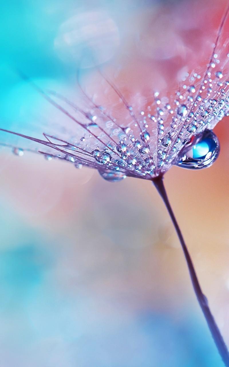 Download 800x1280 Wallpaper For Android, Flower, Water Drops, Dew