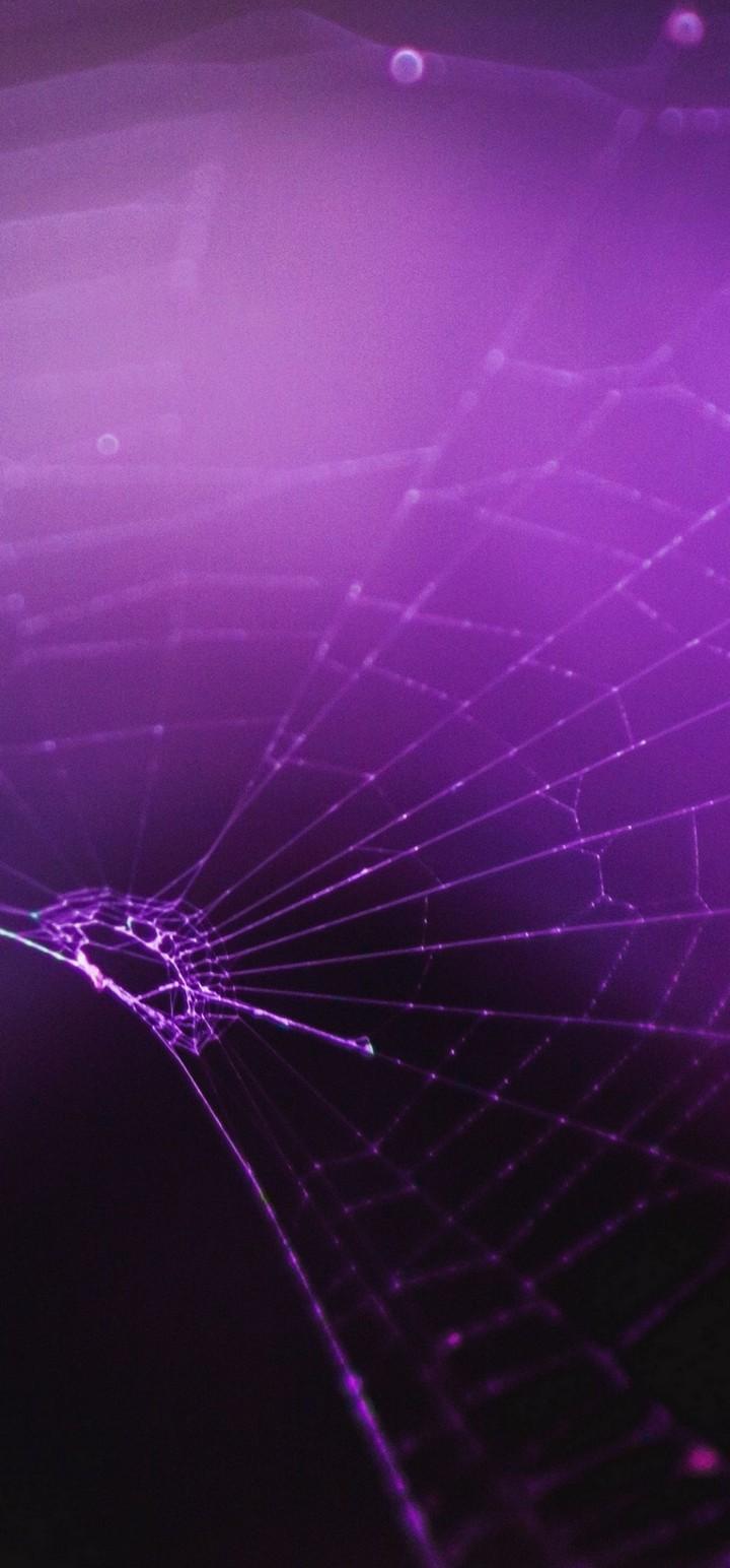 Macro Spider Purple Wallpaper - [720x1544]