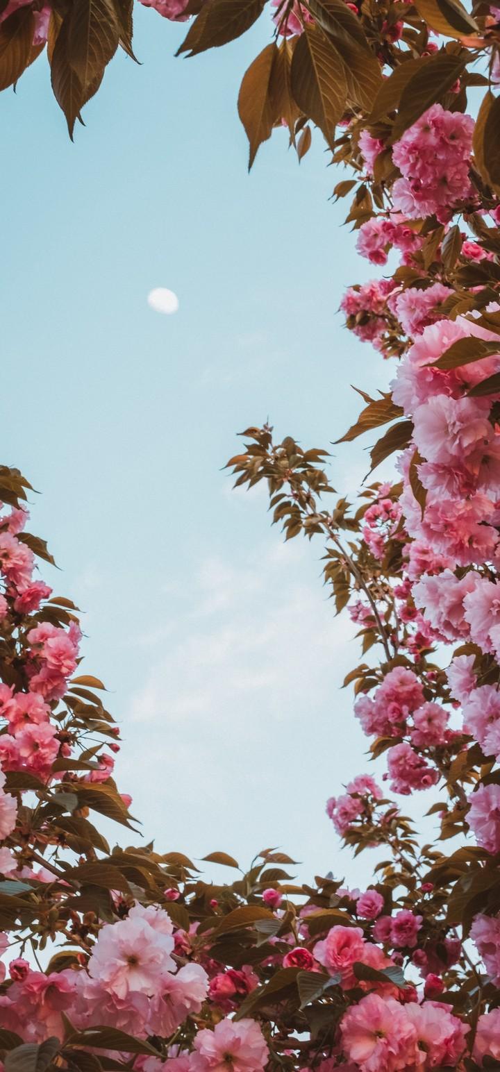 Sakura Flowers Pink Wallpaper - [720x1544]