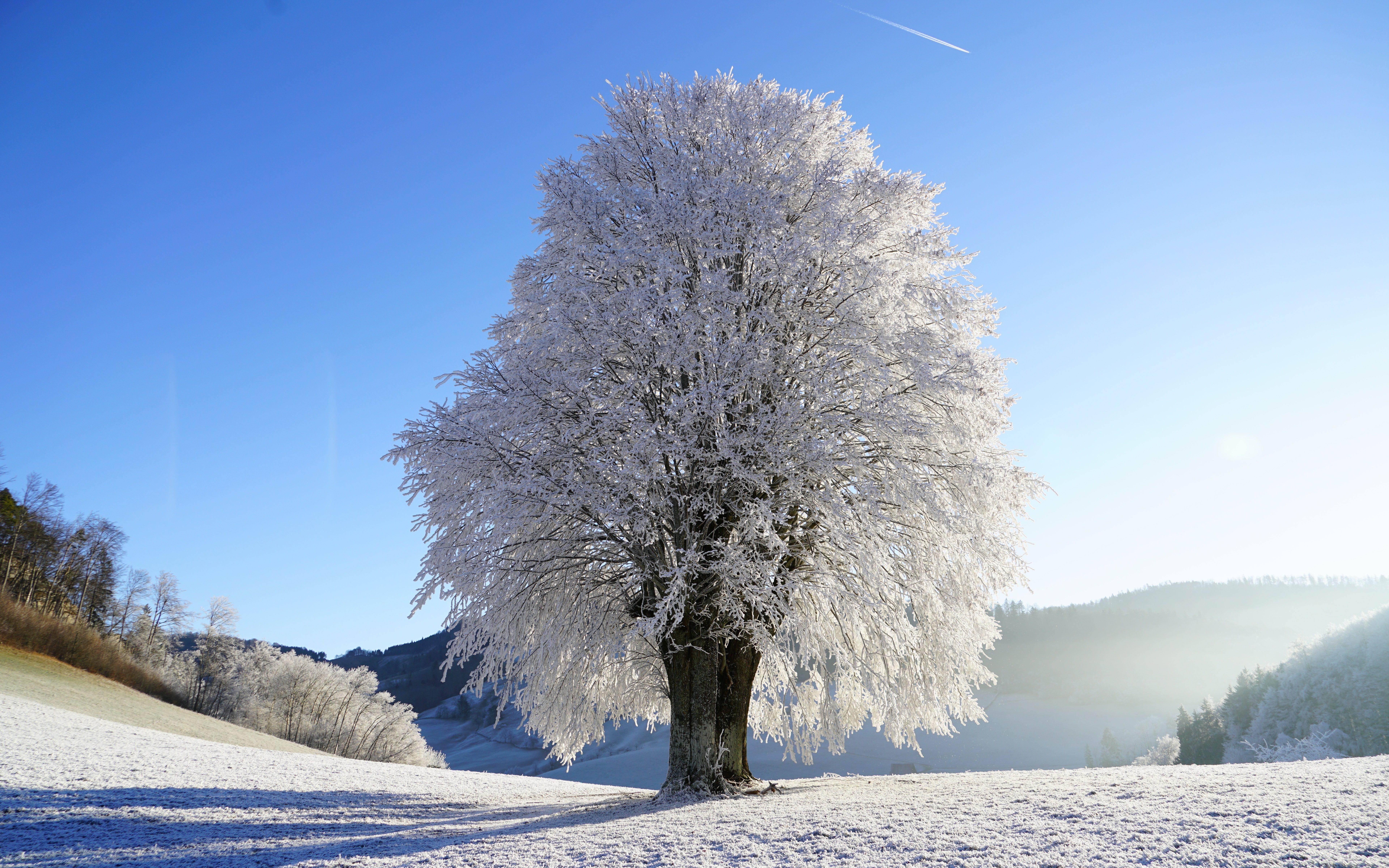 Snowy Tree (Winter) 8K UHD Wallpaper