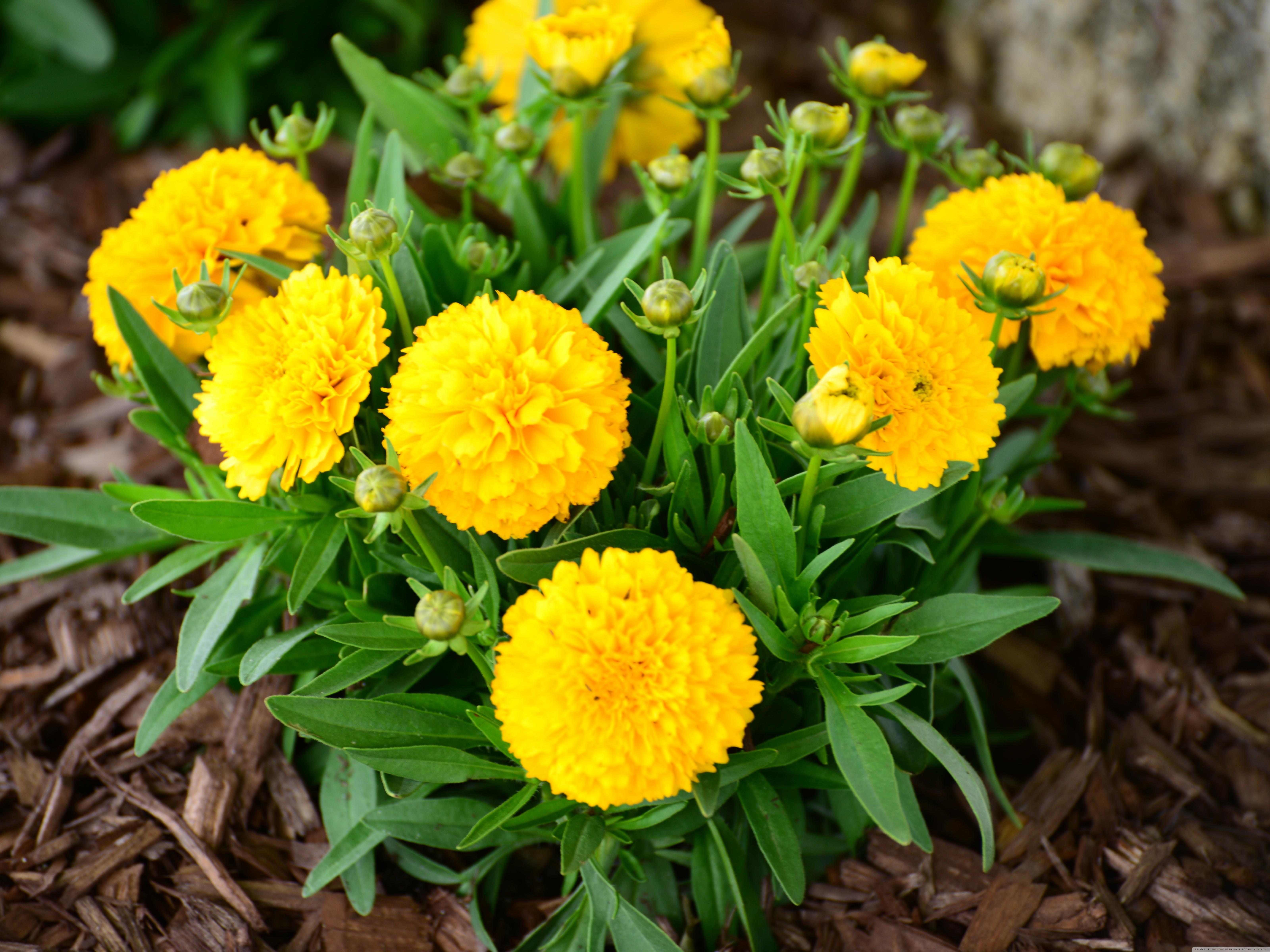 Download Golden Sphere Coreopsis HD Wallpaper