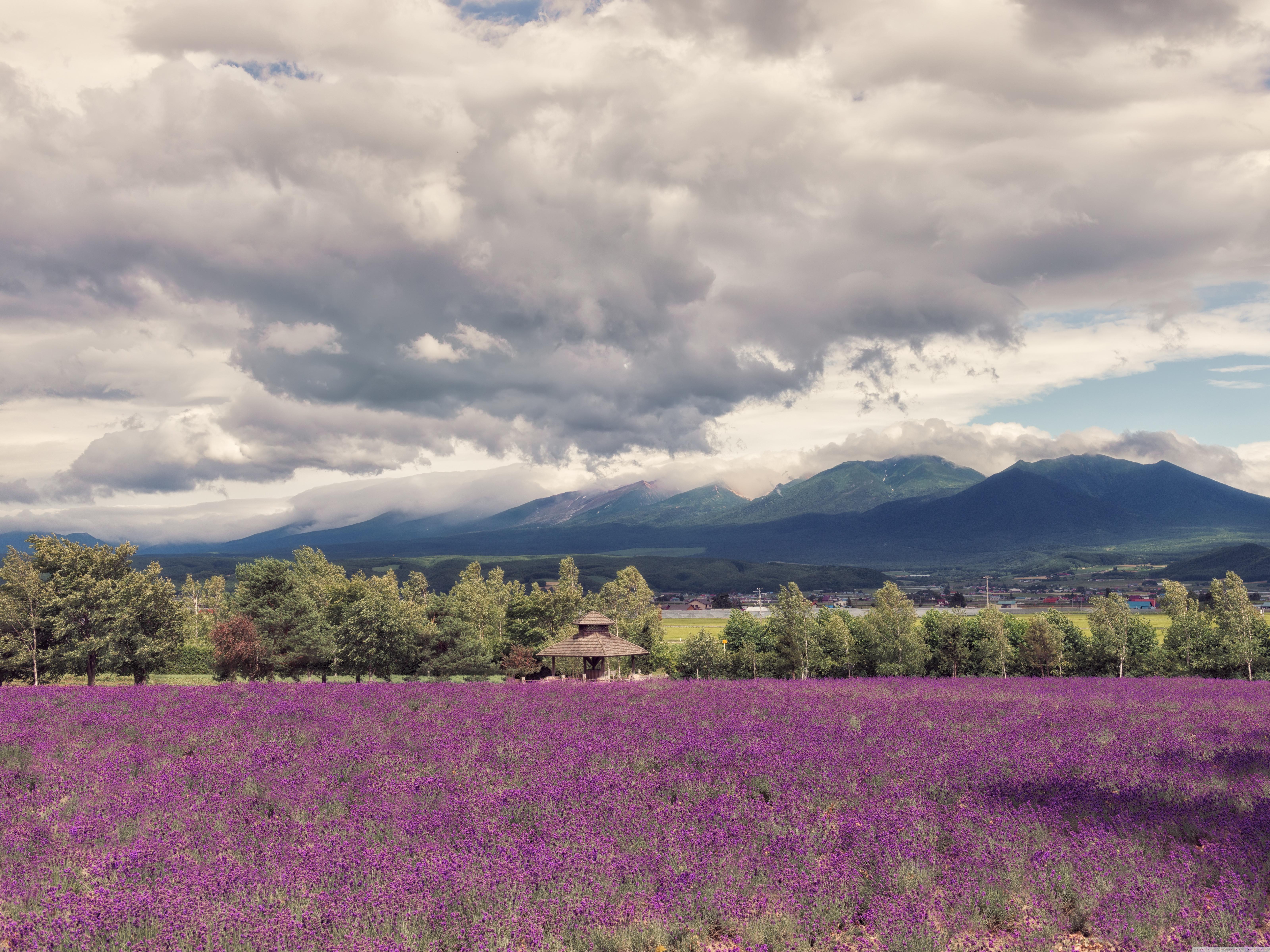 Download Lavender Field HD Wallpaper