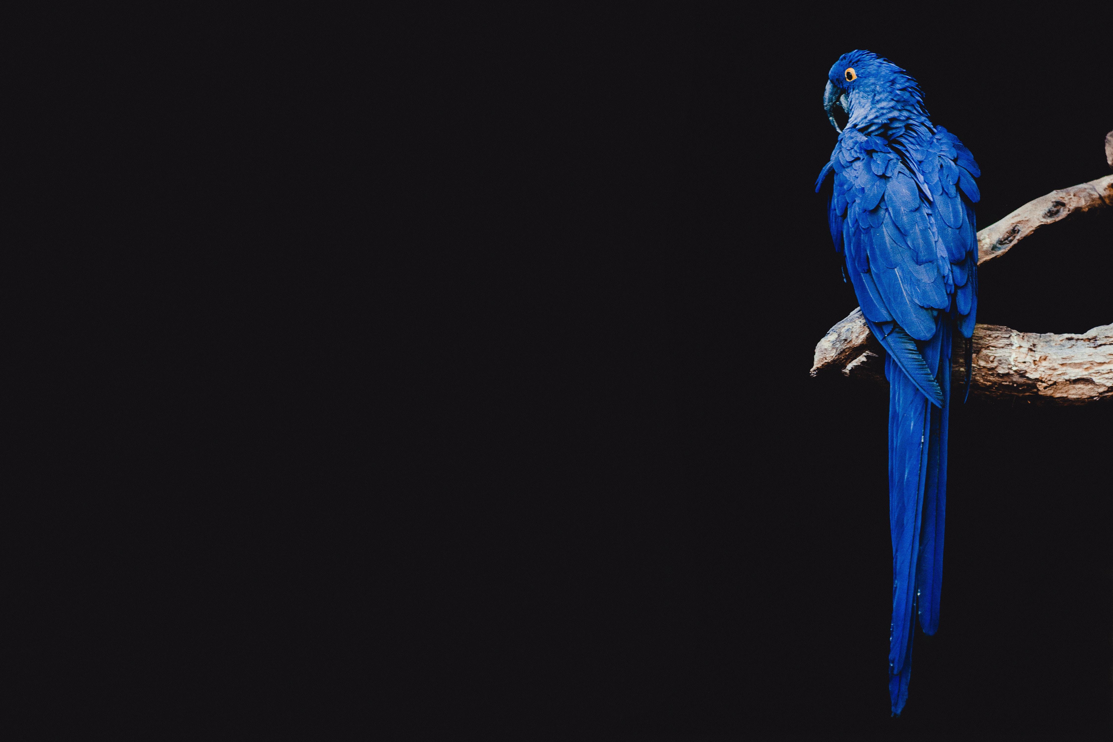 Download wallpaper 4500x3000 parrot, bird, branch HD background