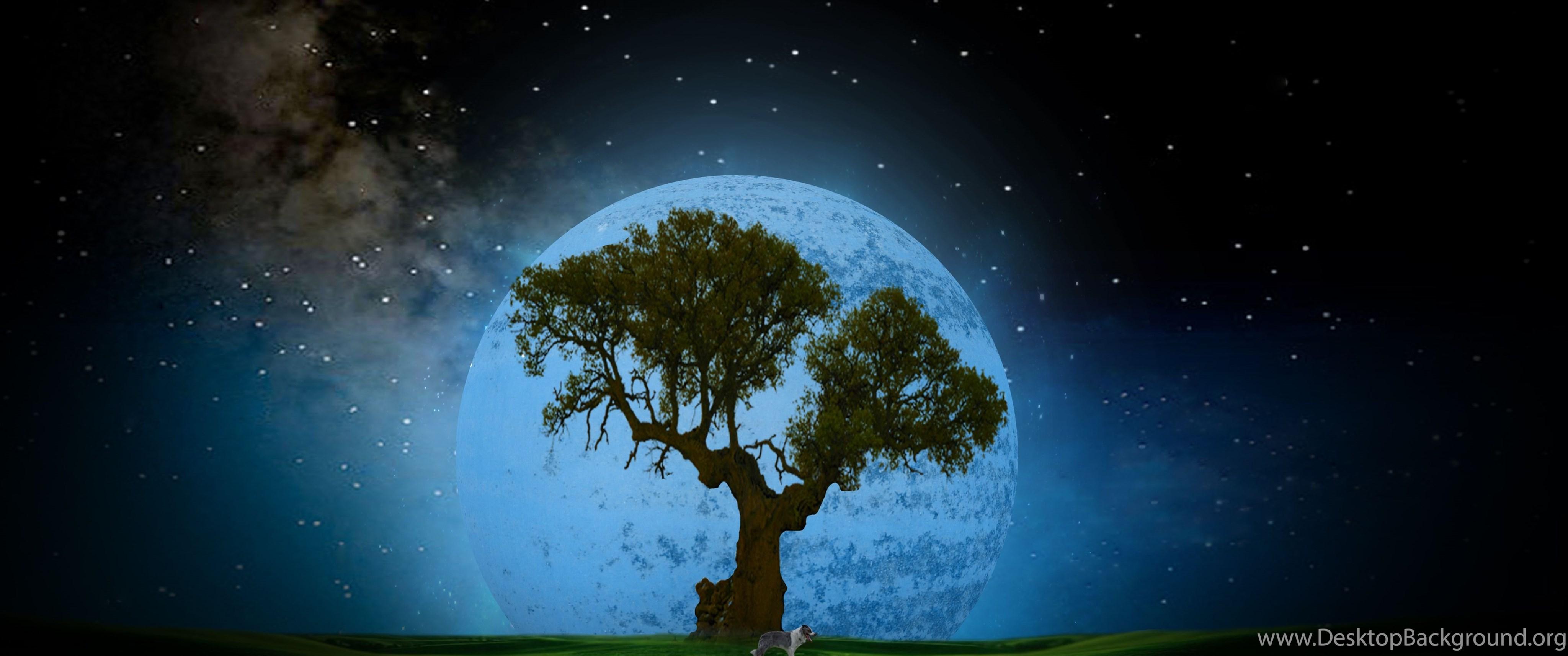 Tree At Night Desktop HD Wallpaper 4469 Amazing Wallpaperz Desktop