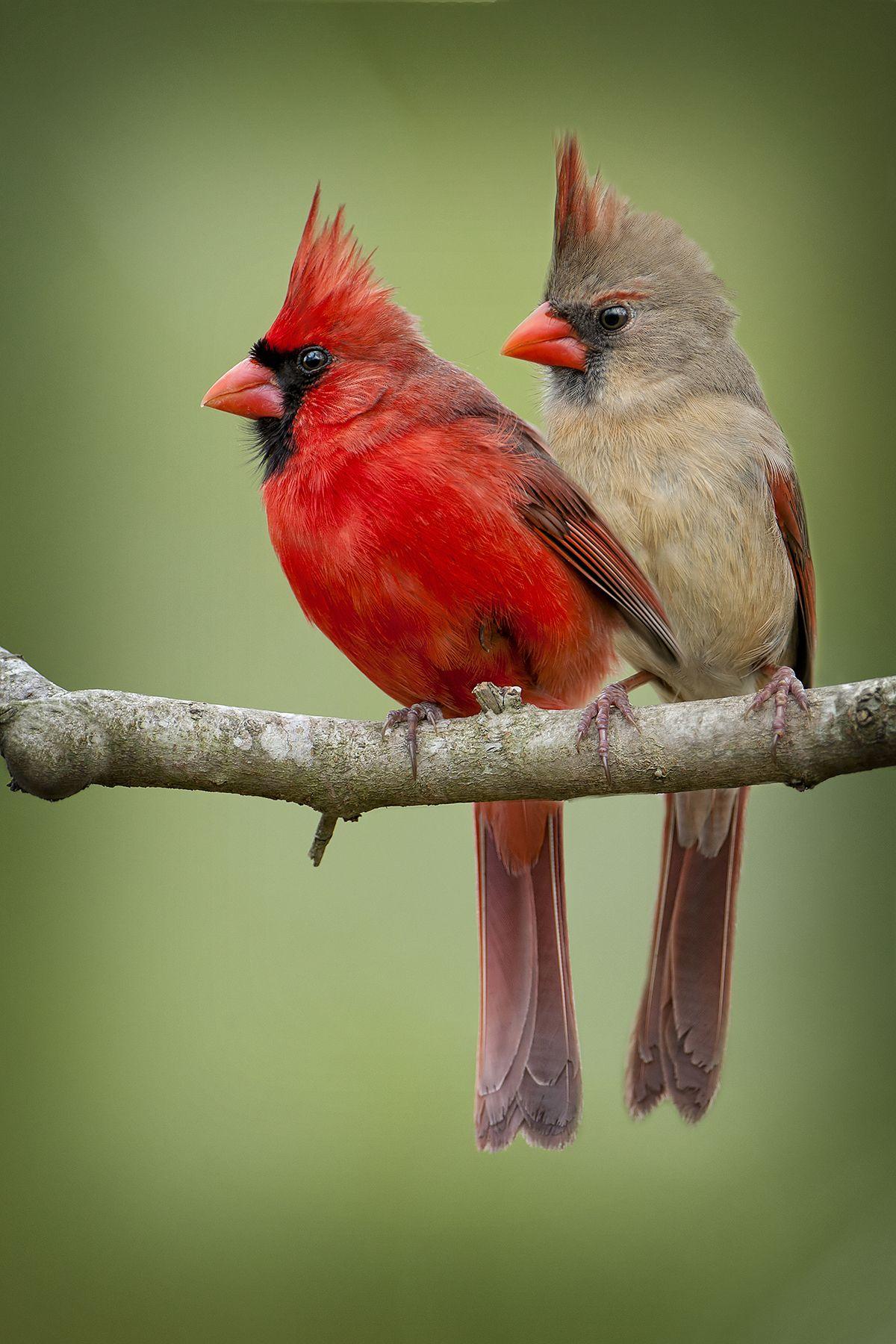 female cardinals birds picture - Red Cardinal. Cardinal birds
