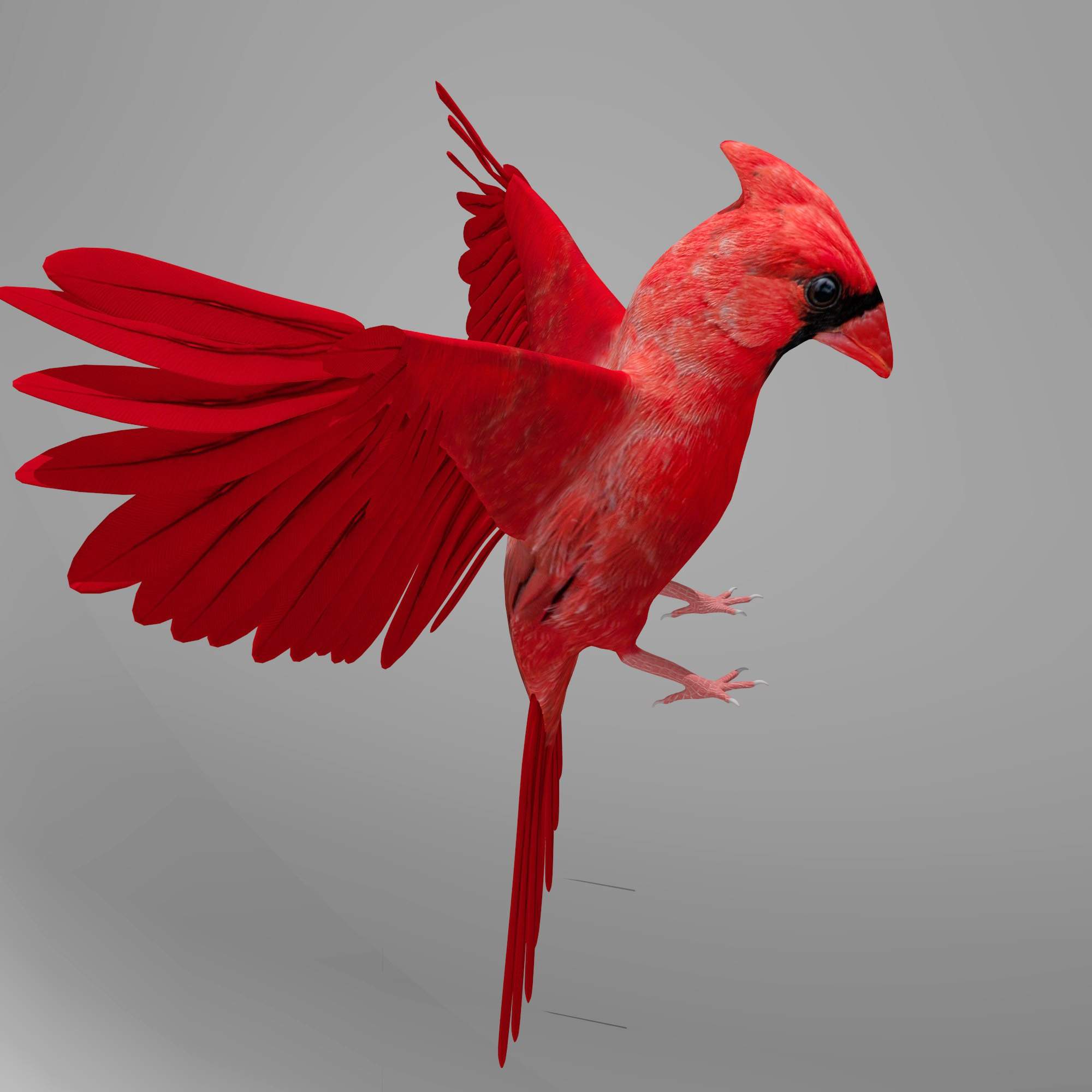 Northern Cardinal 3D Model