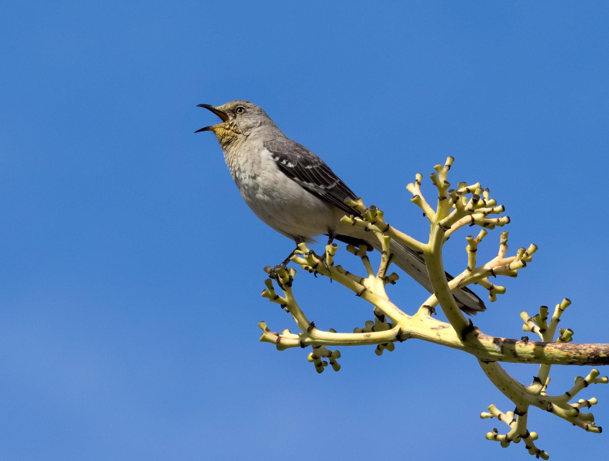 Grey and black bird on brown tree branch, mockingbird HD wallpaper