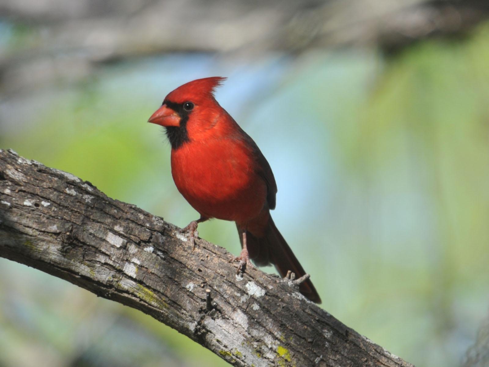 The Online Zoo American Birds