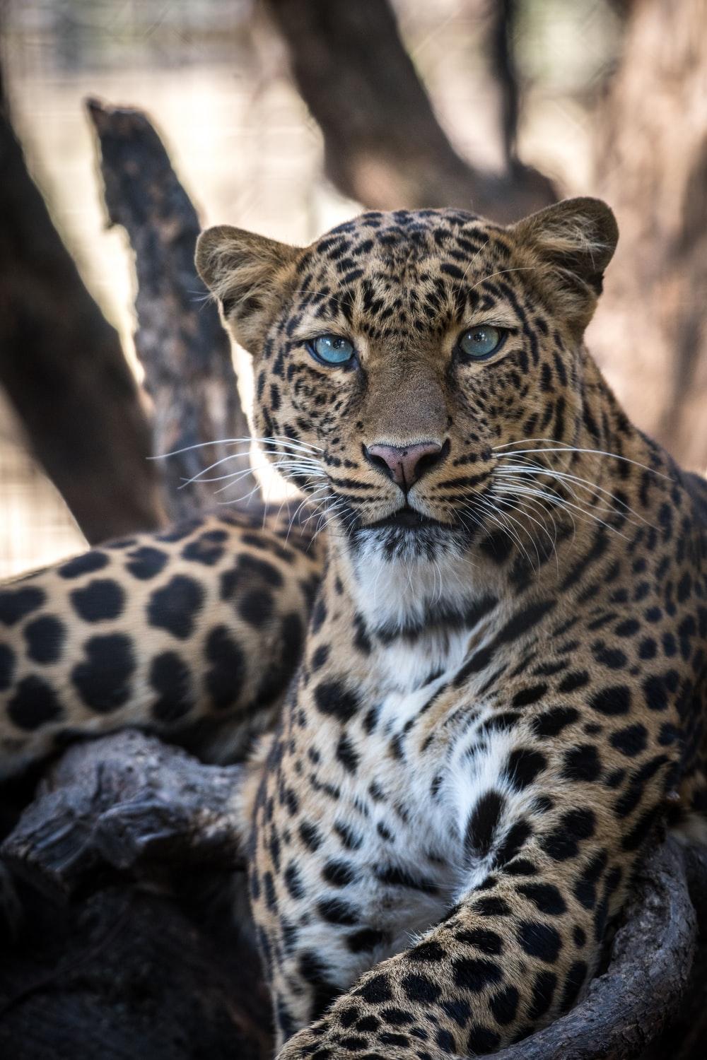 Leopard Picture. Download Free Image