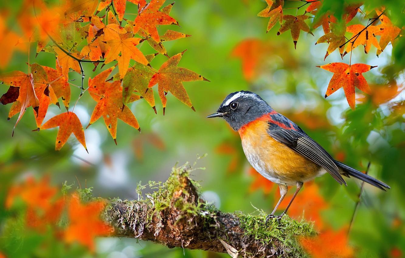 Wallpaper autumn, leaves, macro, bird, moss, branch