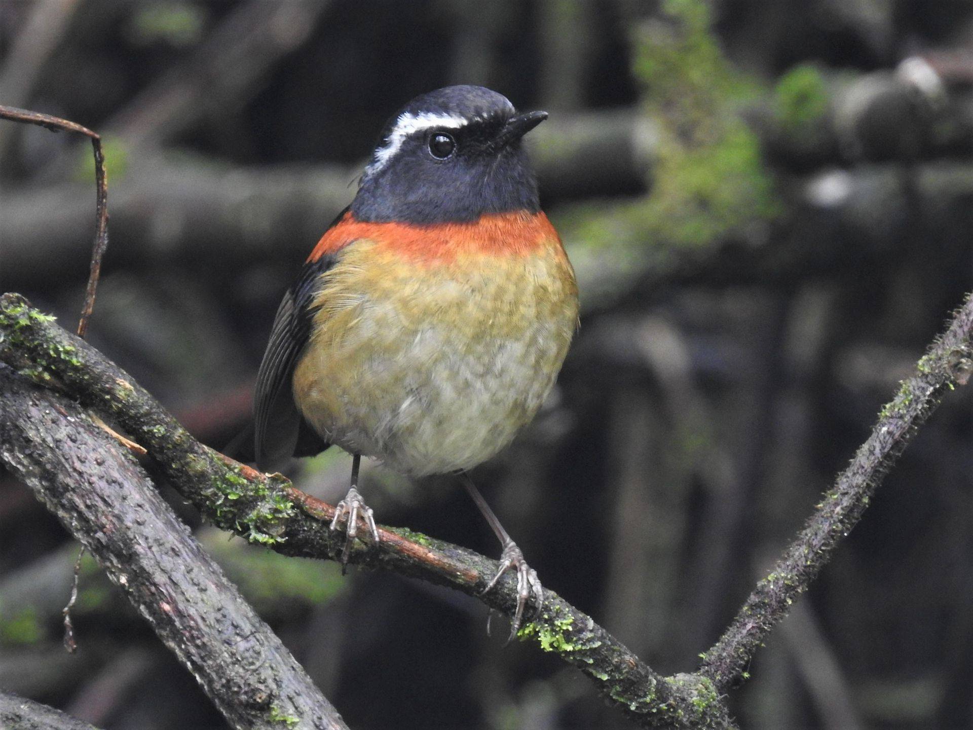 Taiwan & Winter Birds