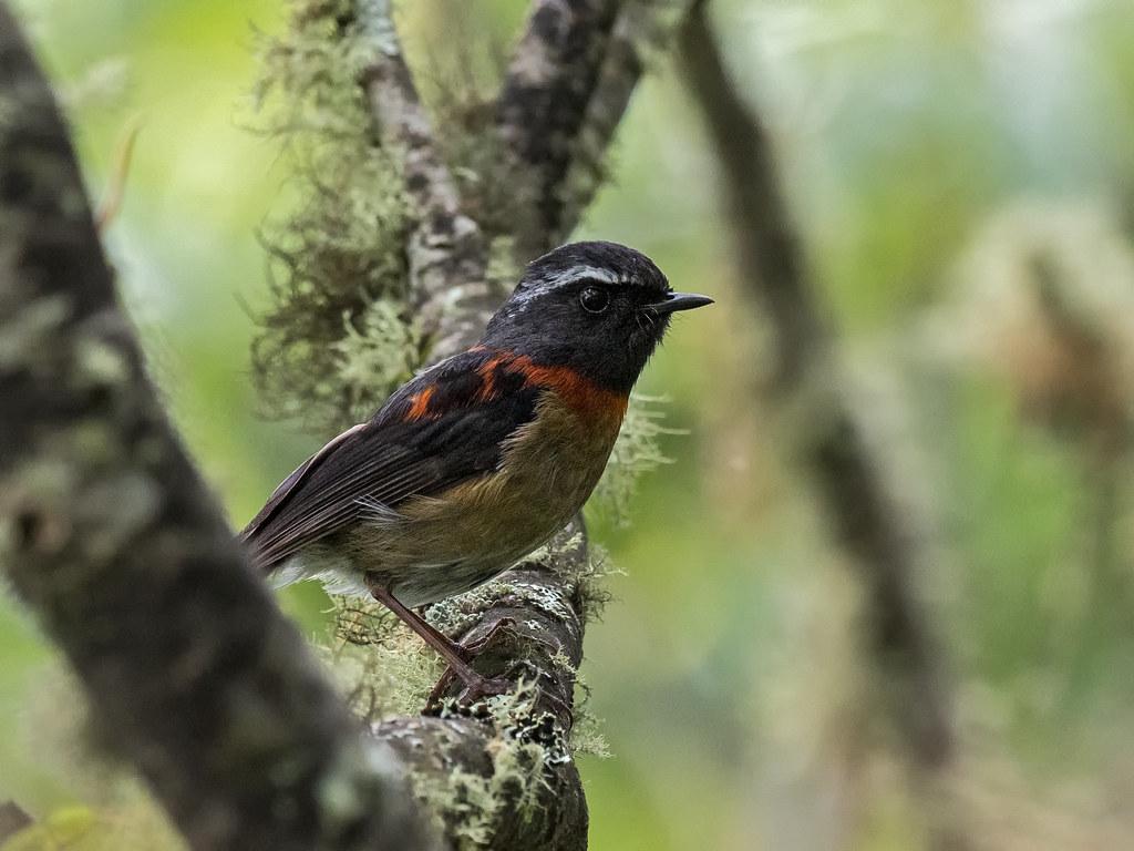 The World's Best Photo of nature and tropicalbirding