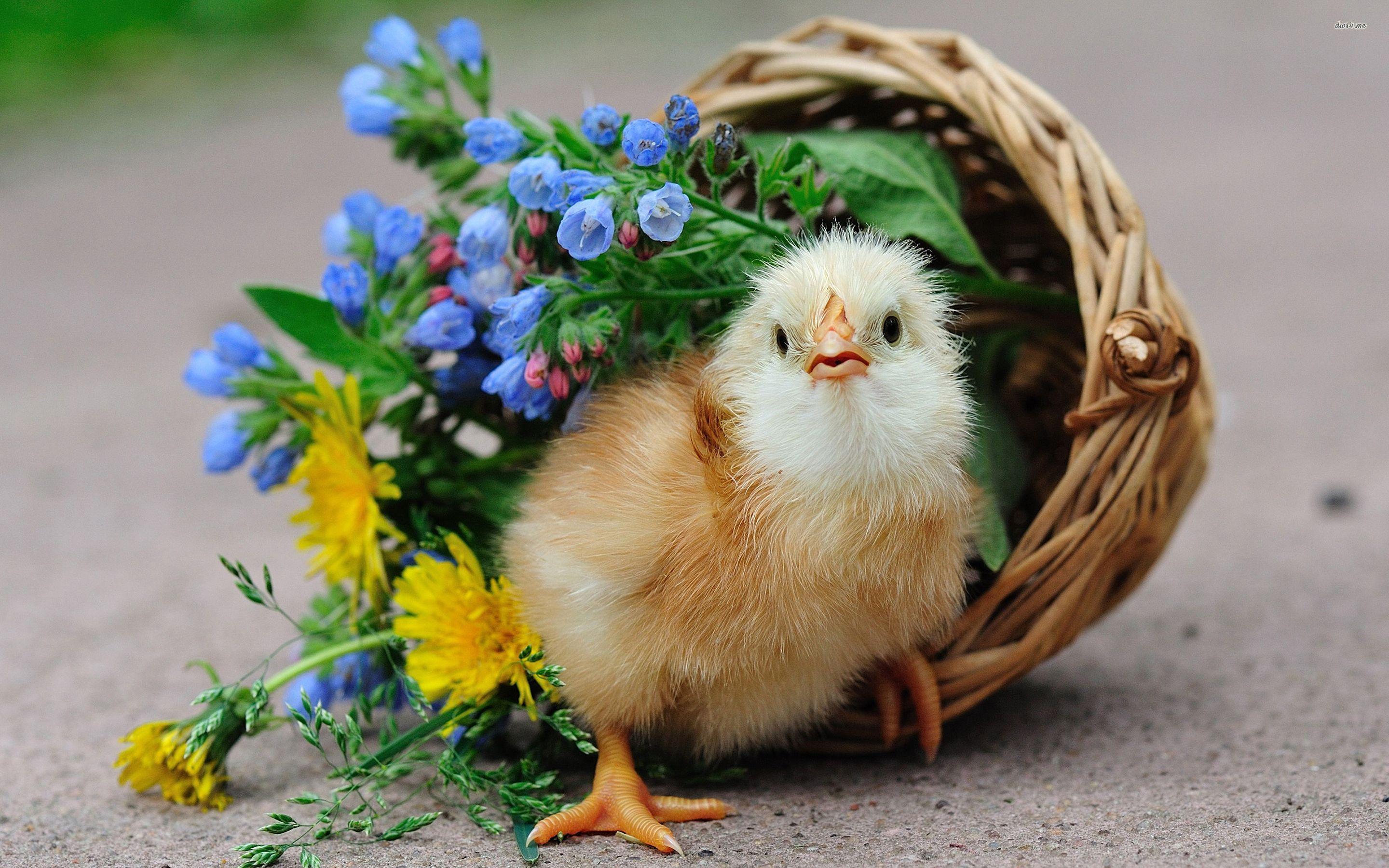 Chick in a floral basket wallpaper wallpaper