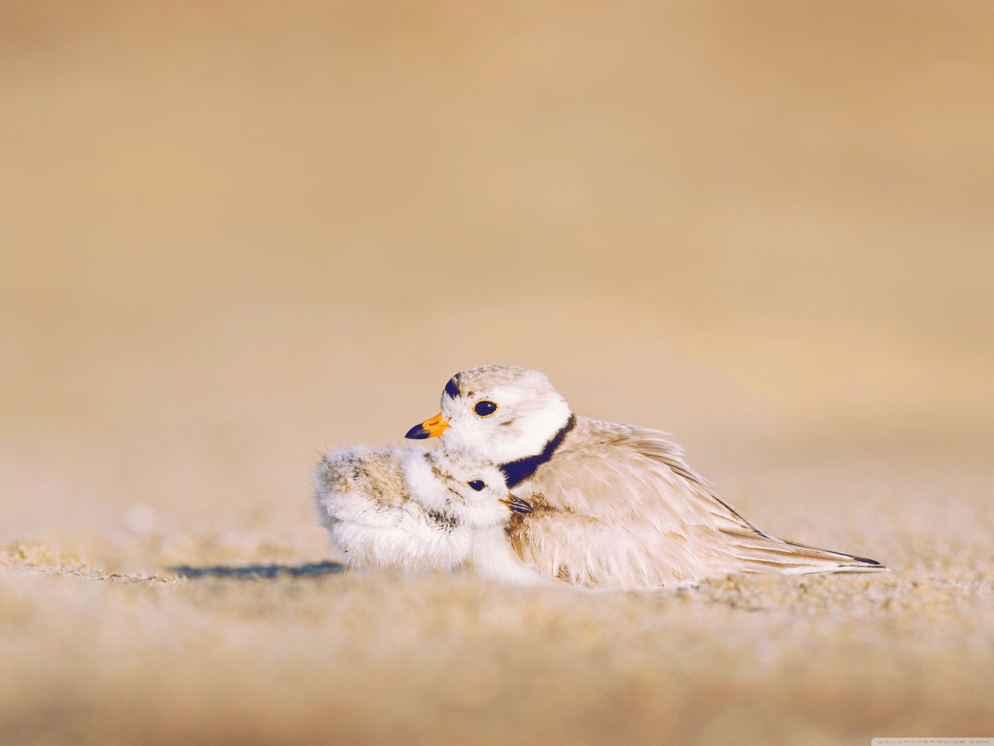 Cute Newborn Chick ❤ 4K HD Desktop Wallpaper for • Tablet