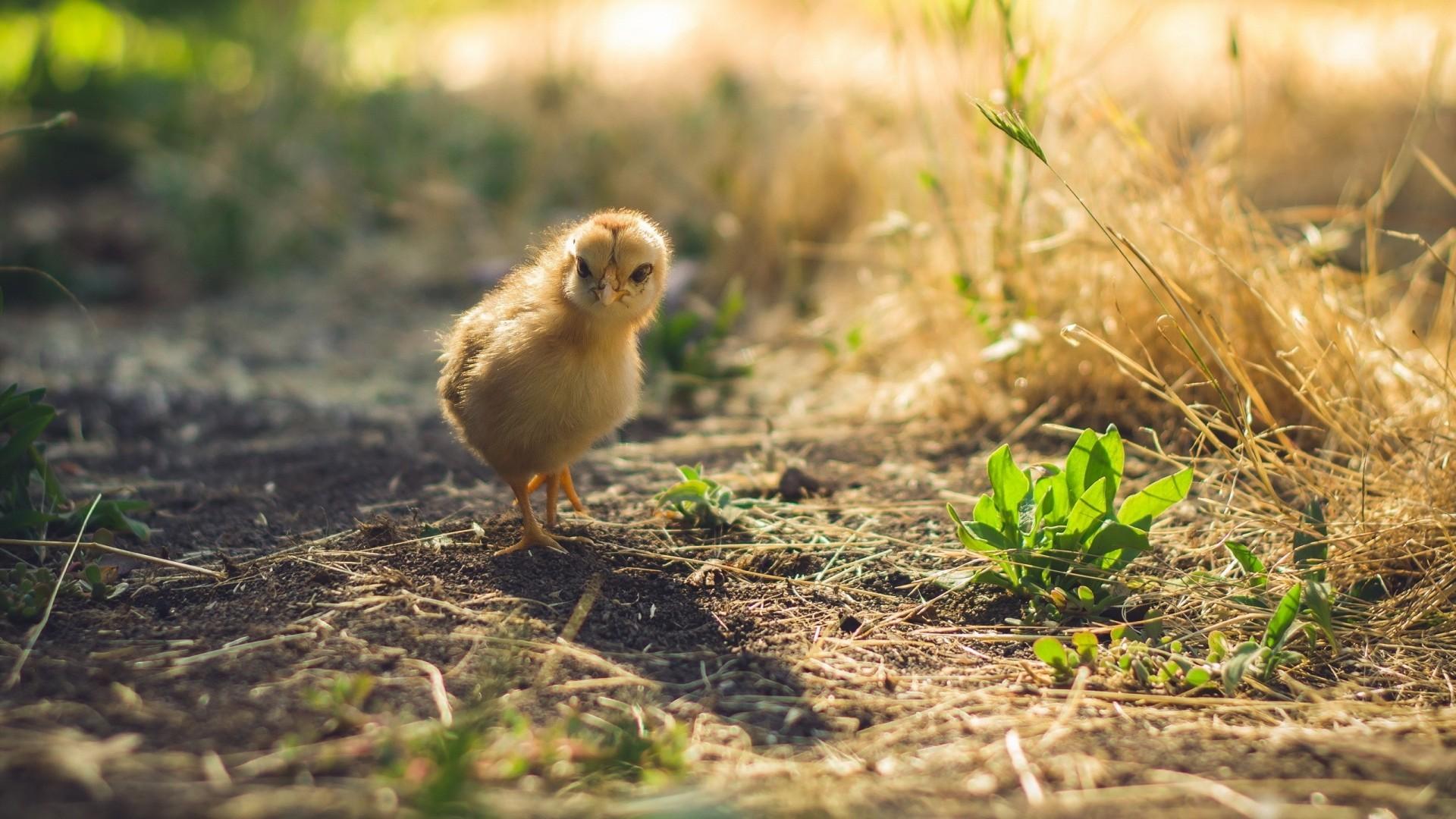 Download 1920x1080 Chick, Walking, Plants, Baby Wallpaper