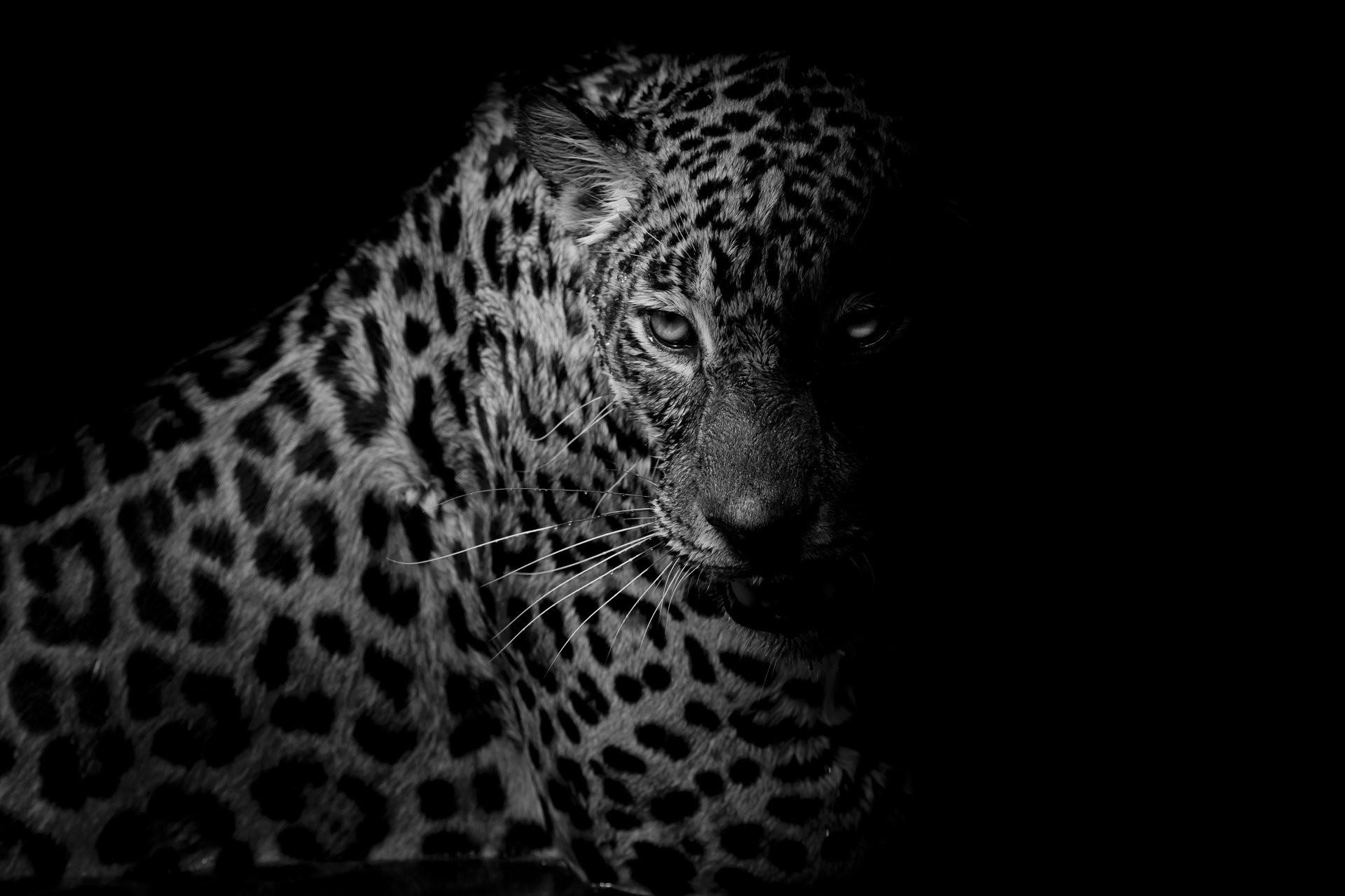 Black Leopard Wallpaper