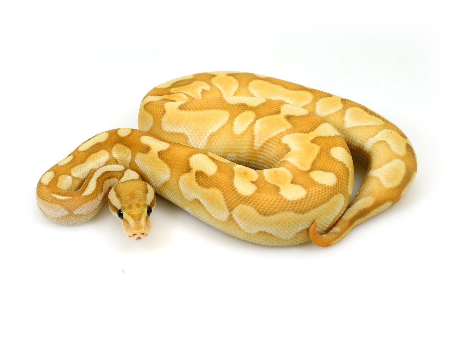 Ball python